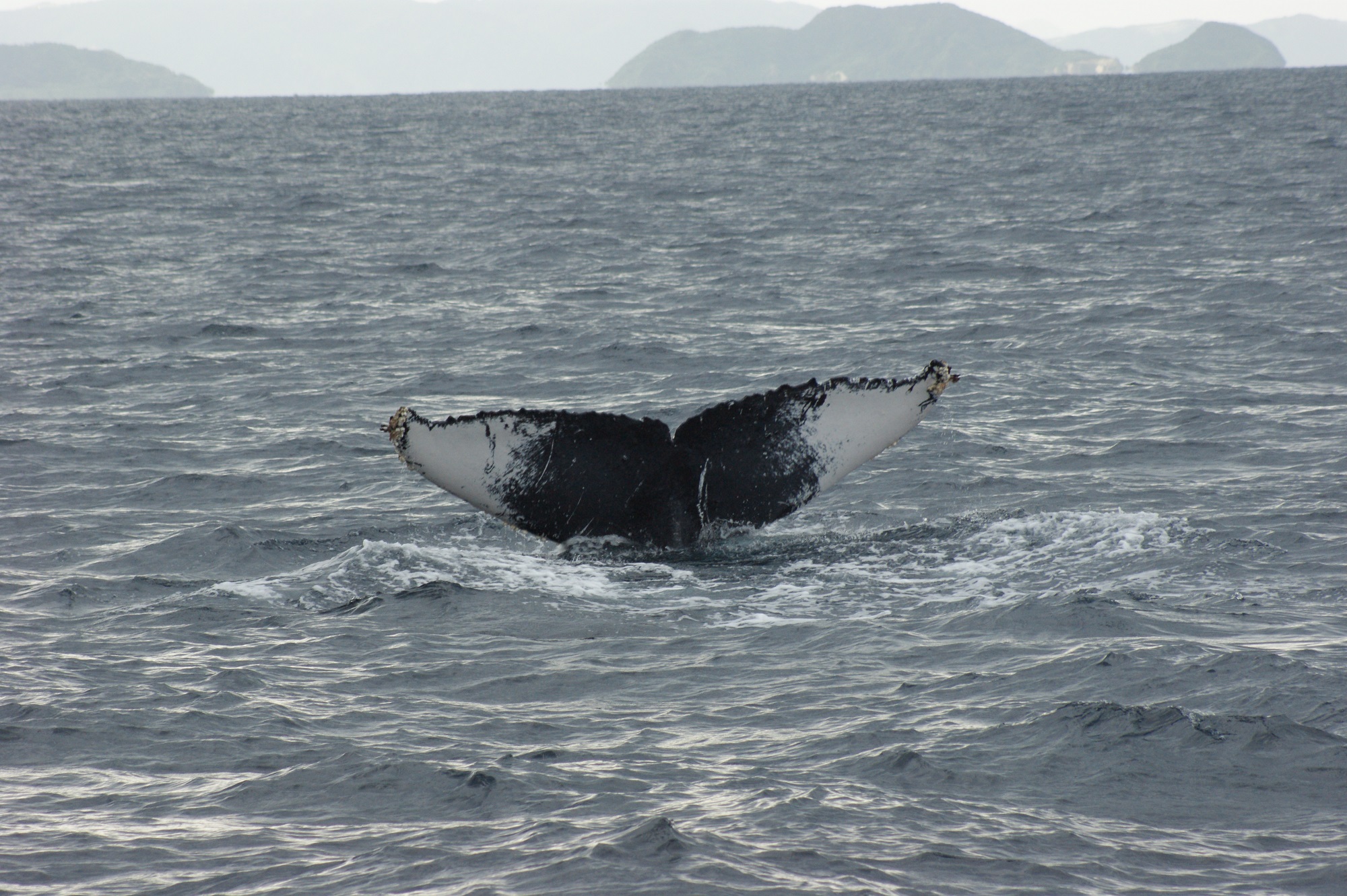 尾びれは天然のIDカード！沖縄ホエールウォッチング