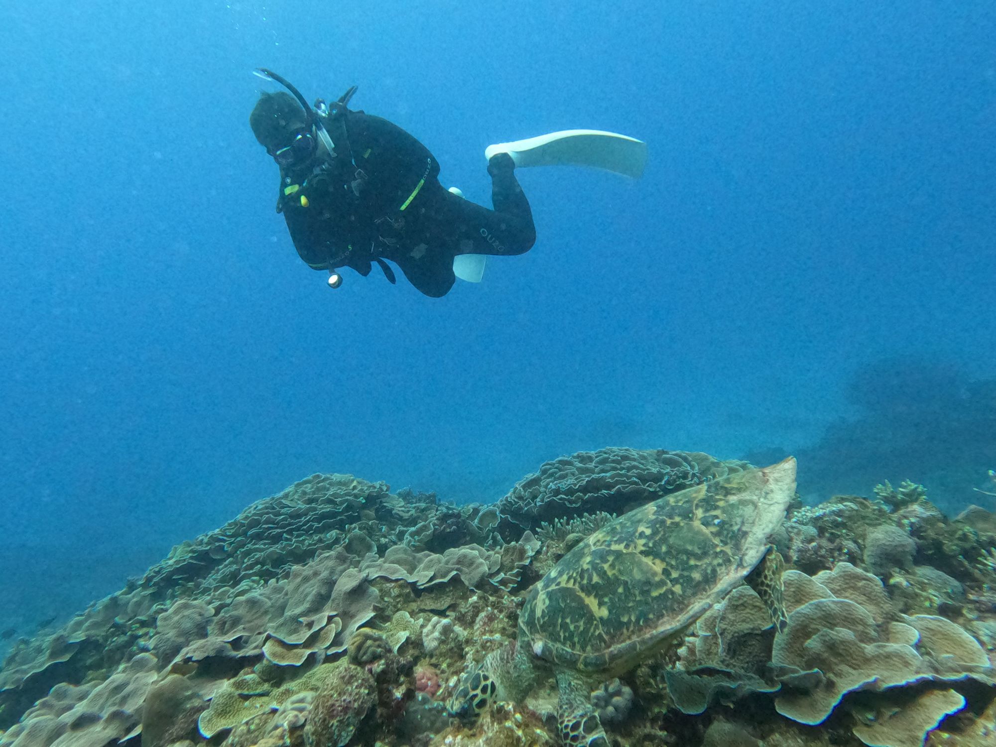 2026年1月15日　本日のダイビング