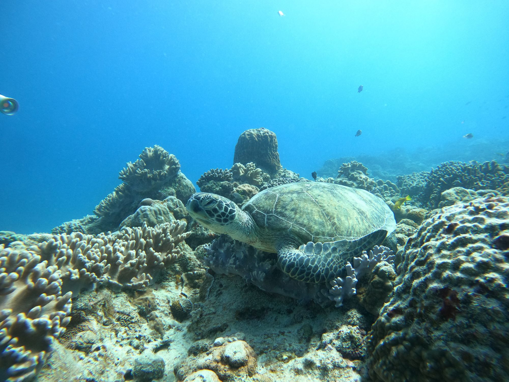 本日のアオウミガメ🐢