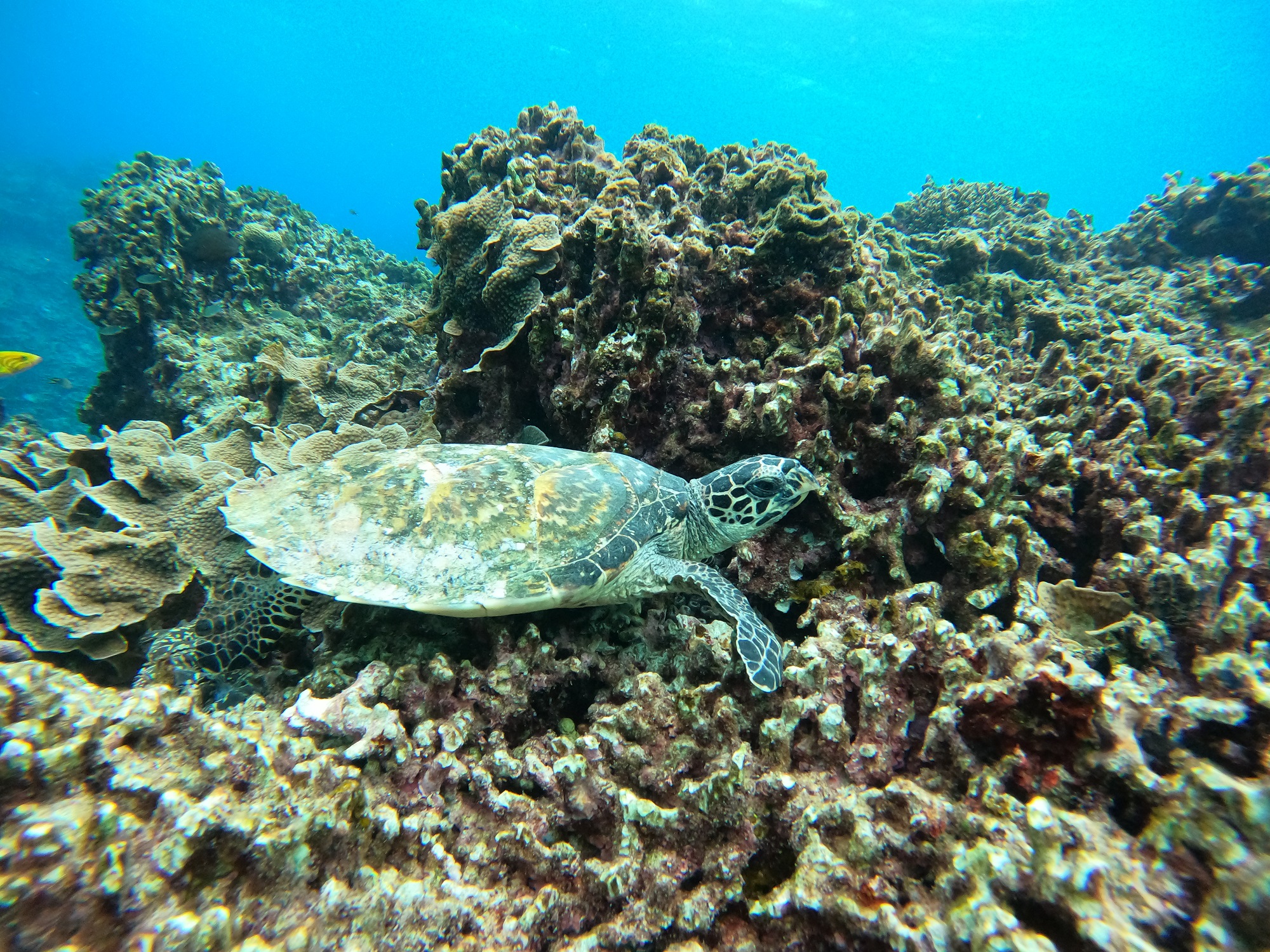 2026年1月31日　スノーケリングツアー