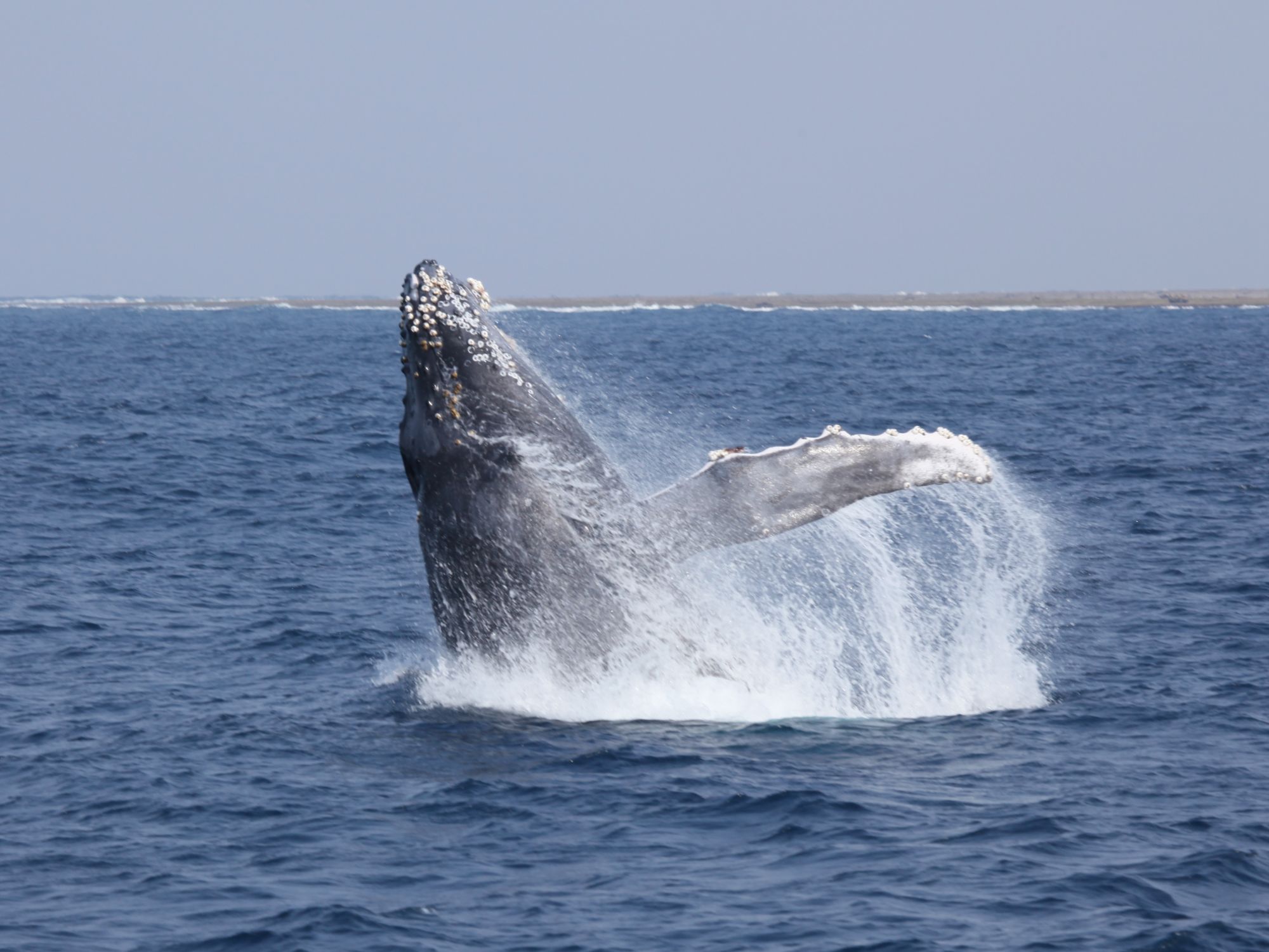 2026年1月30日　ホエールウォッチング1日チャーター🐋