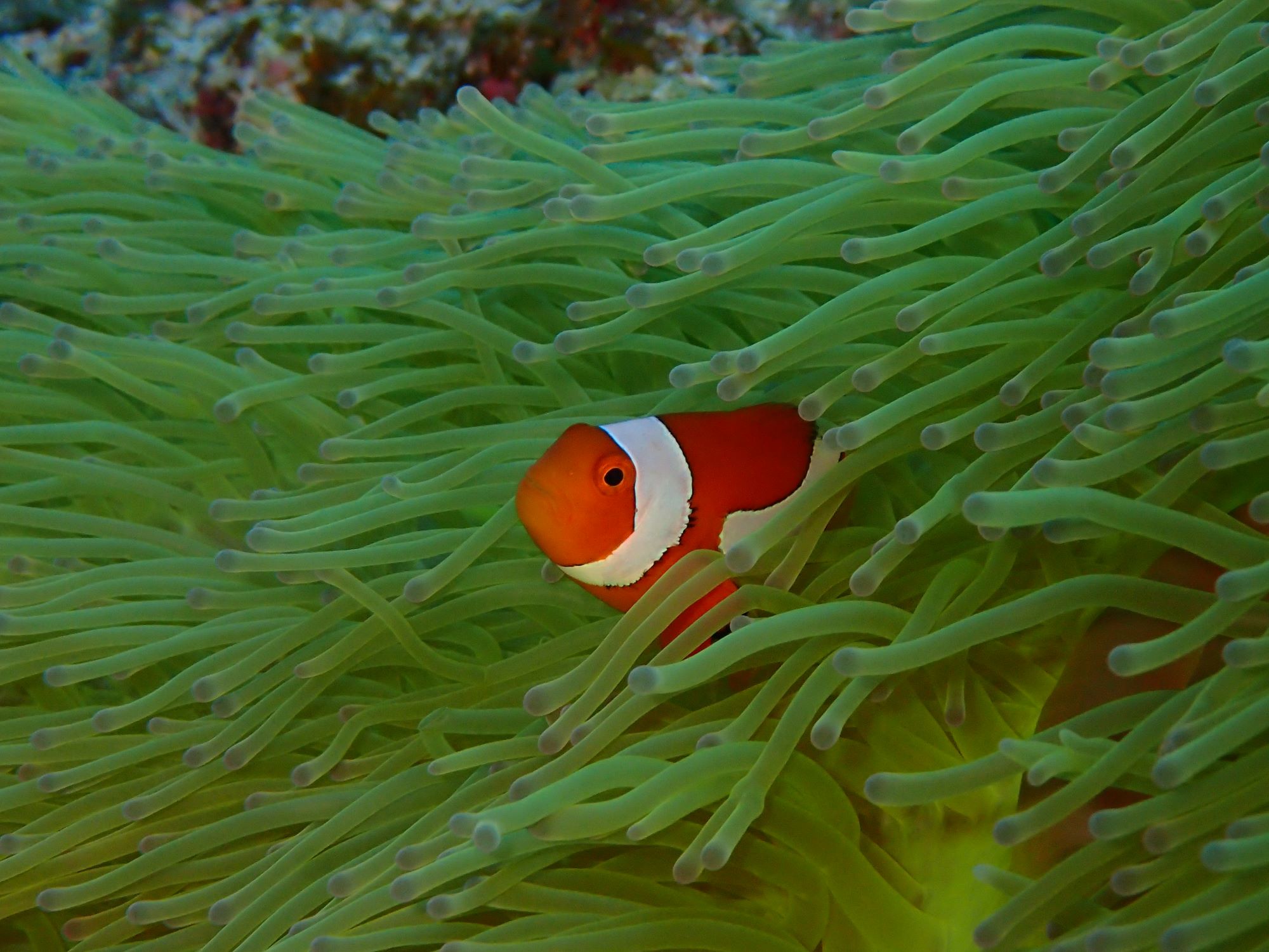 クマノミ好き💗