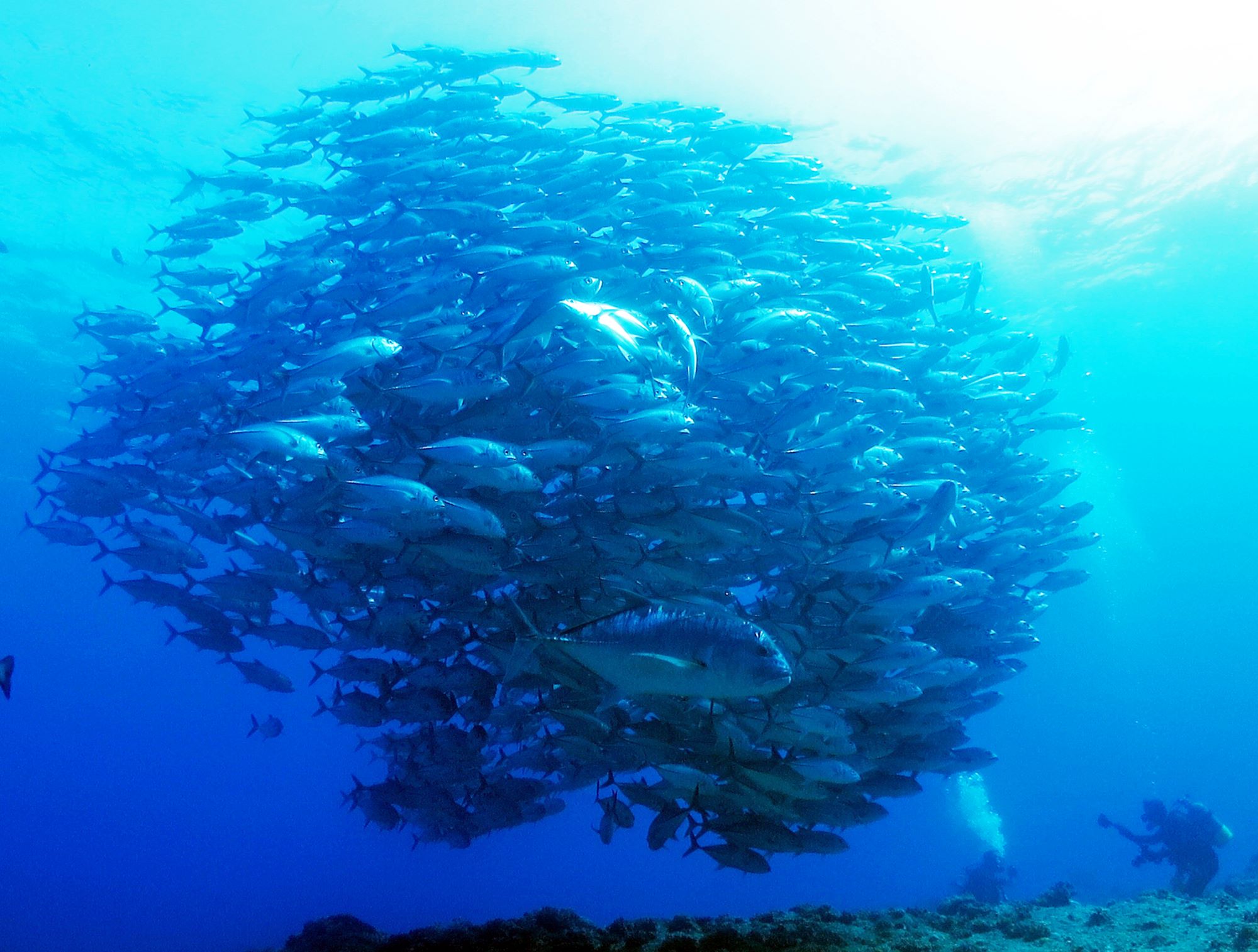 【2026年】粟国島遠征ボートファンダイビング日程のお知らせ！