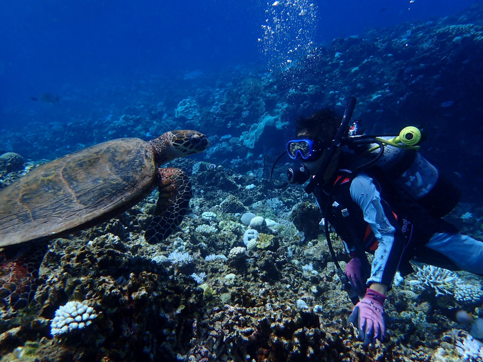 2026年1月18日【本日快晴 22℃】1月の沖縄で体験ダイビング＆ホエールウォッチング開催中！