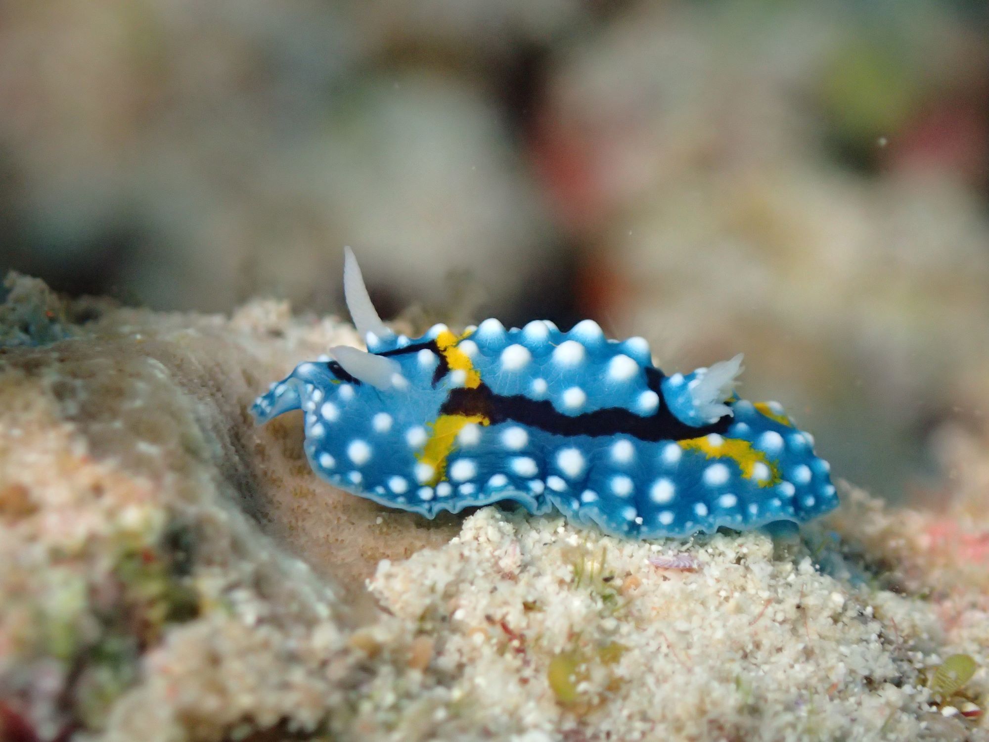 2026年1月25日ファンダイビング・ホエールスイム