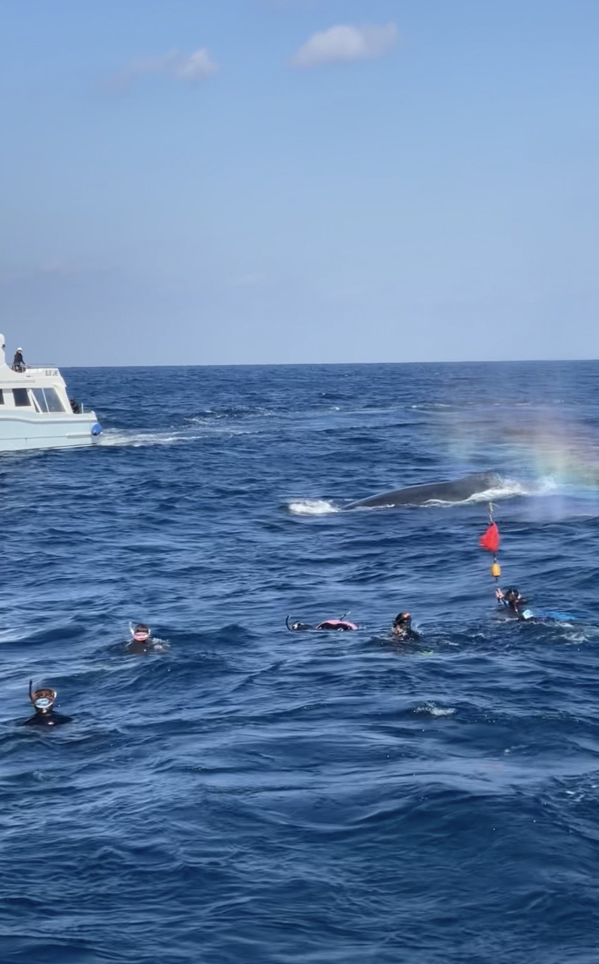 幸せの虹色🌈ザトウクジラのブロー