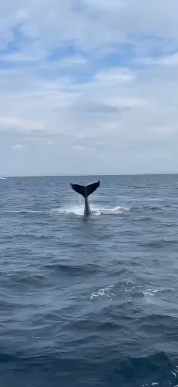 2026年1月26日ホエールスイム