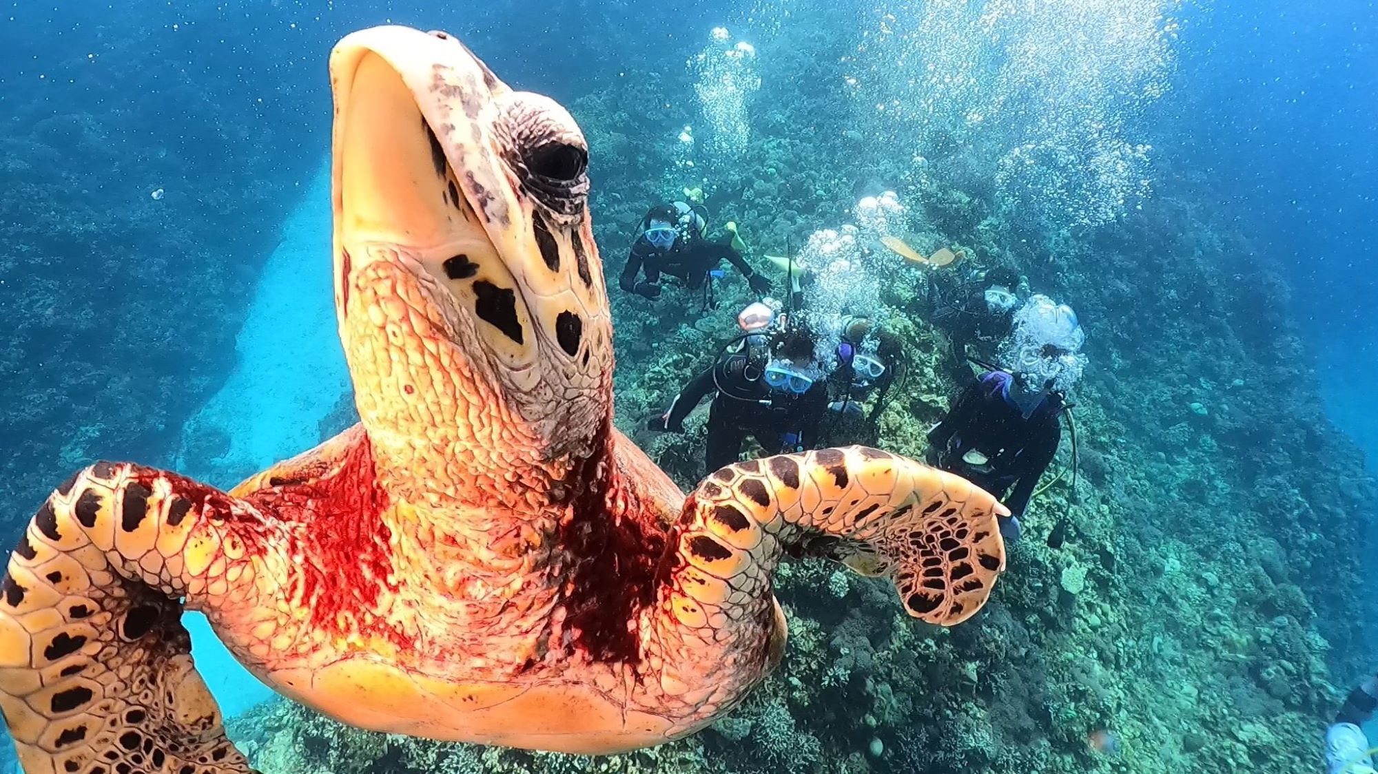 【GW速報】まだ間に合う！ケラマブルーの海へダイブしませんか？✨