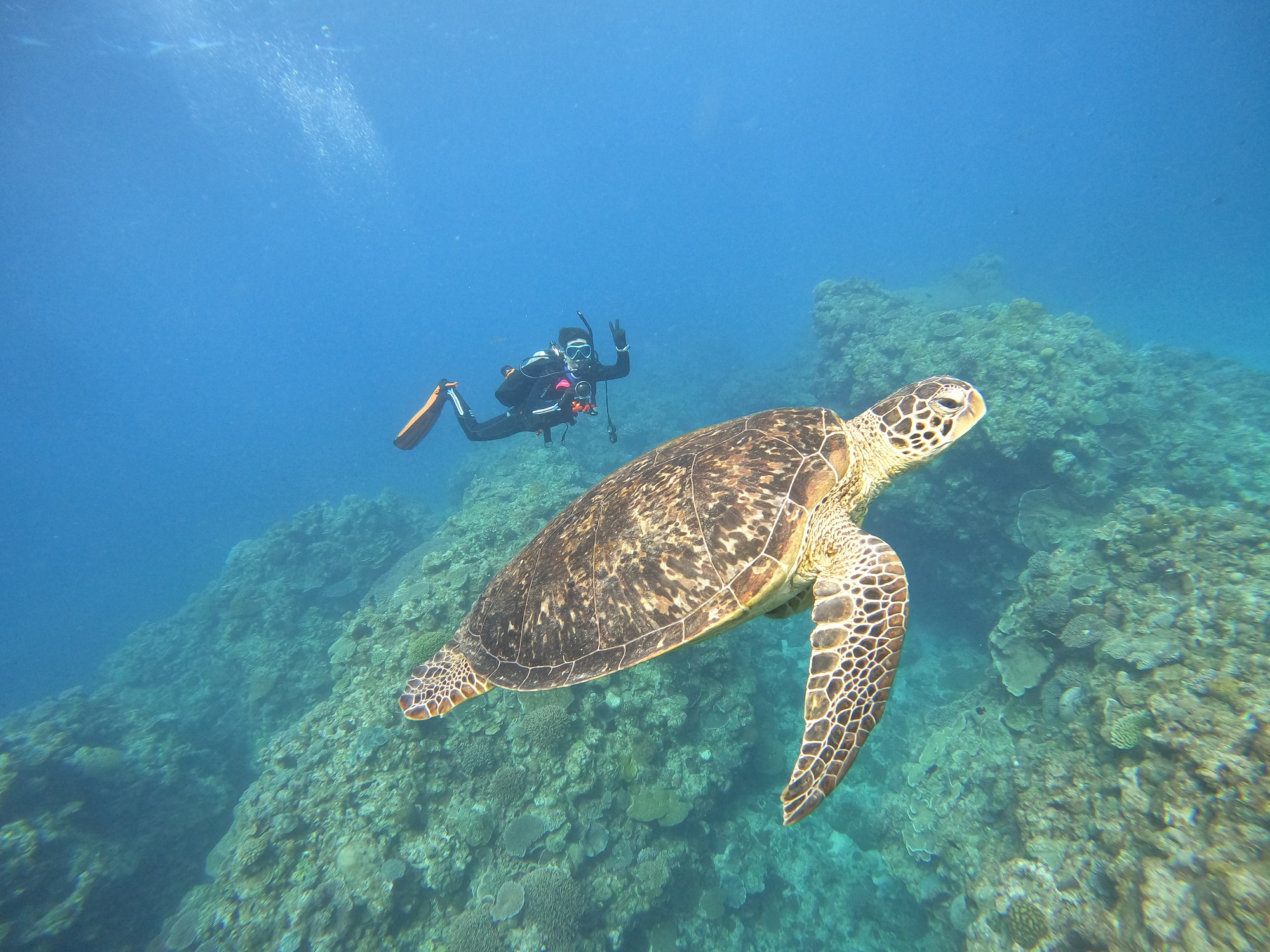2026年2月3日　ウミガメラッシュ