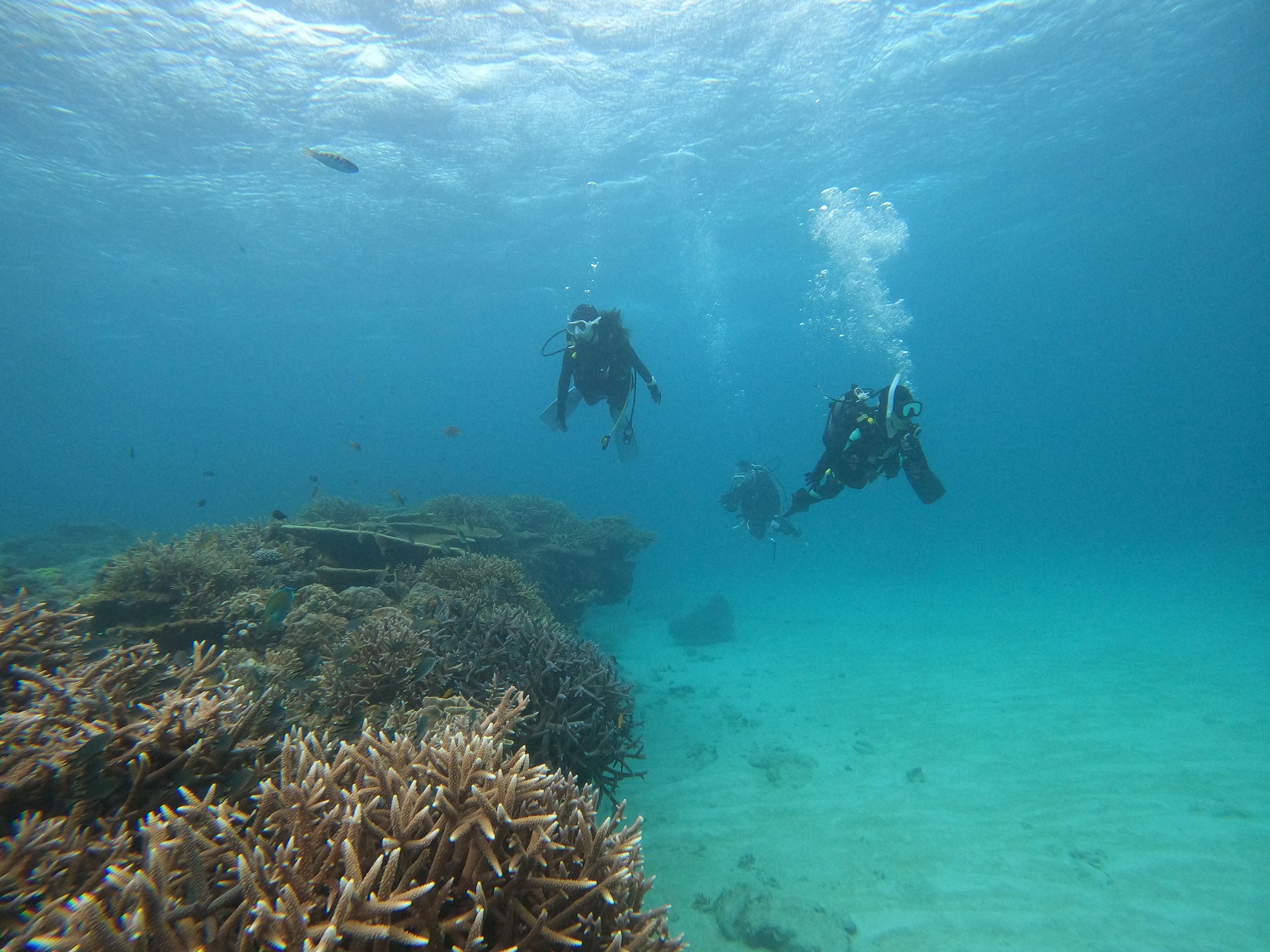 2026年2月7日　チービシFUNダイビング