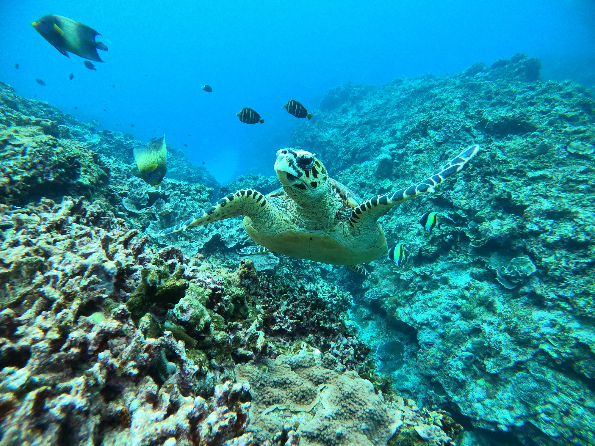 2026年2月25日　FUNダイビング＆スキンダイビング