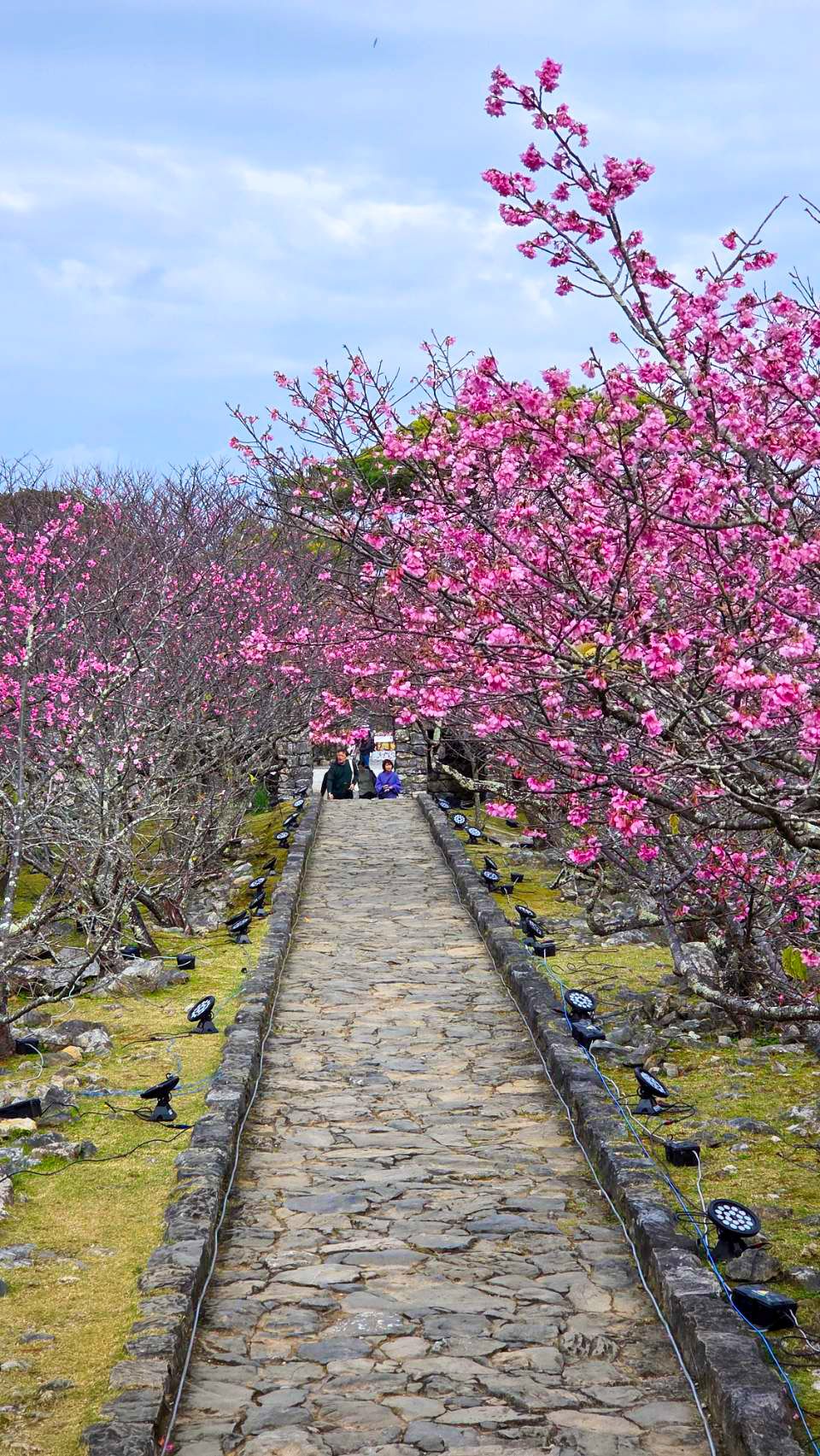 今帰仁🌸寒緋桜