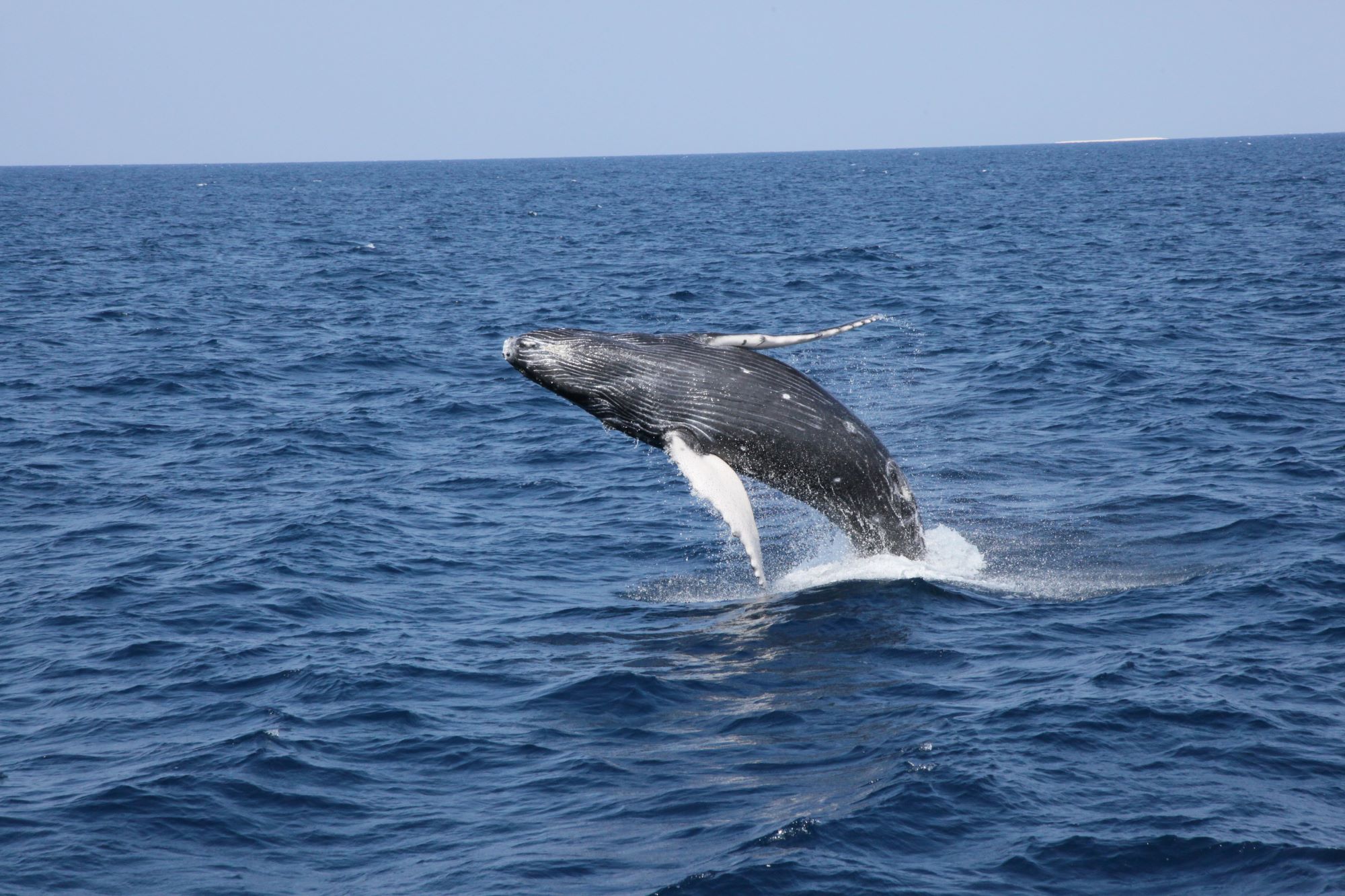 2026年2月1日ホエールウオッチング＆ホエールスイム