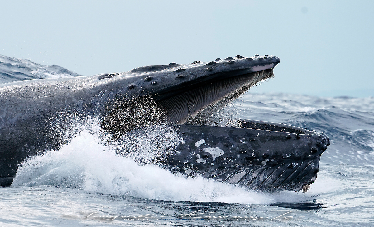 クジラ雑学🐳意外と知らない「クジラのヒゲ」の正体