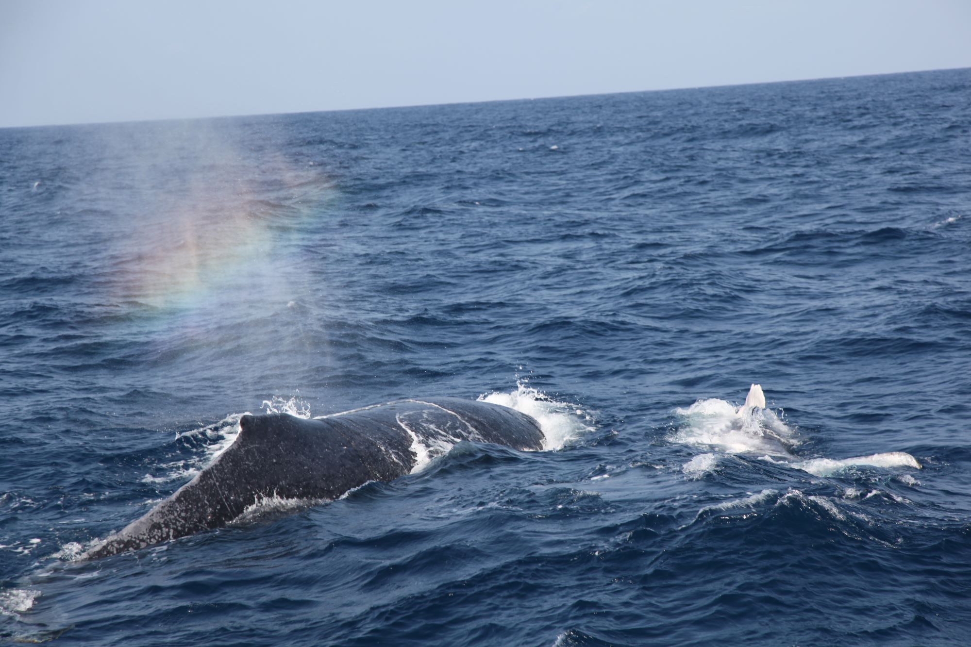 ホエールウォッチング、午前便vs午後便どっちがおすすめ？