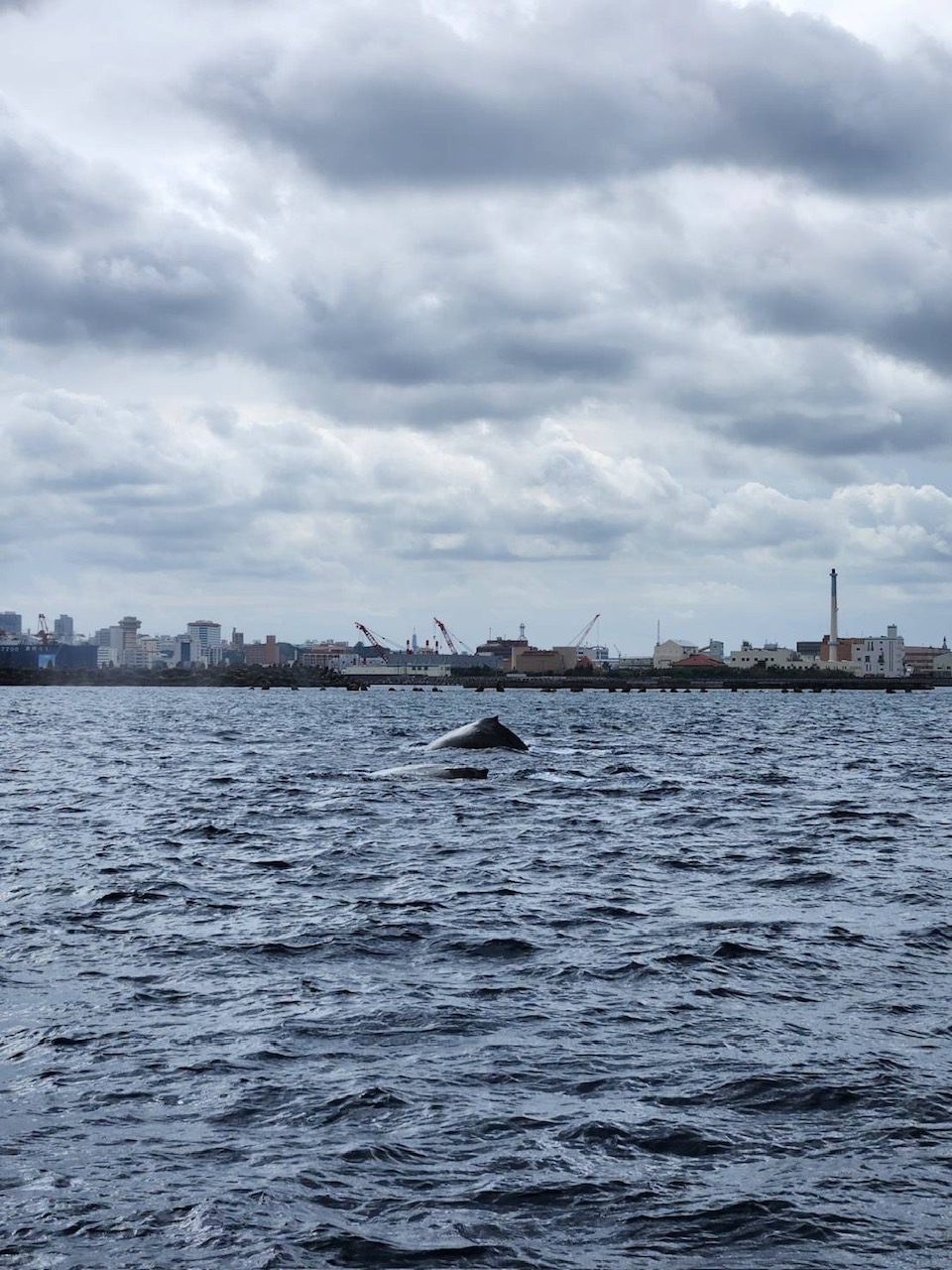 2026年2月6日那覇発ホエールウオッチング
