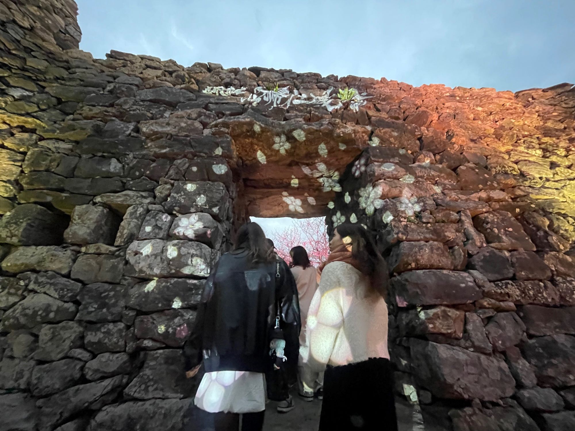 【レポート】世界遺産を彩る光と桜。2026年「今帰仁グスク桜まつり」体験記　🌸