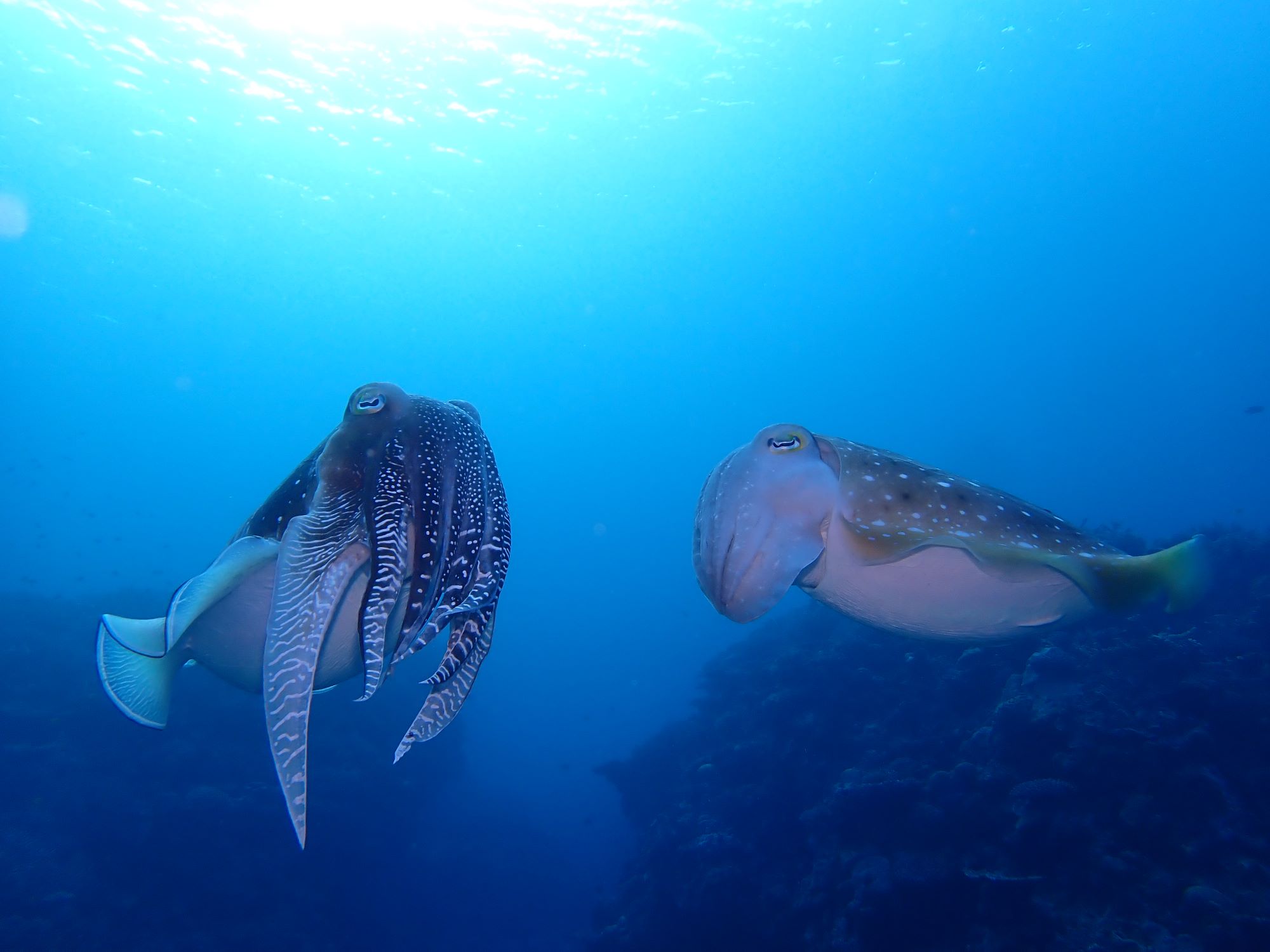 2026年2月10日最高のケラマブルーとコブシメのバトル!!