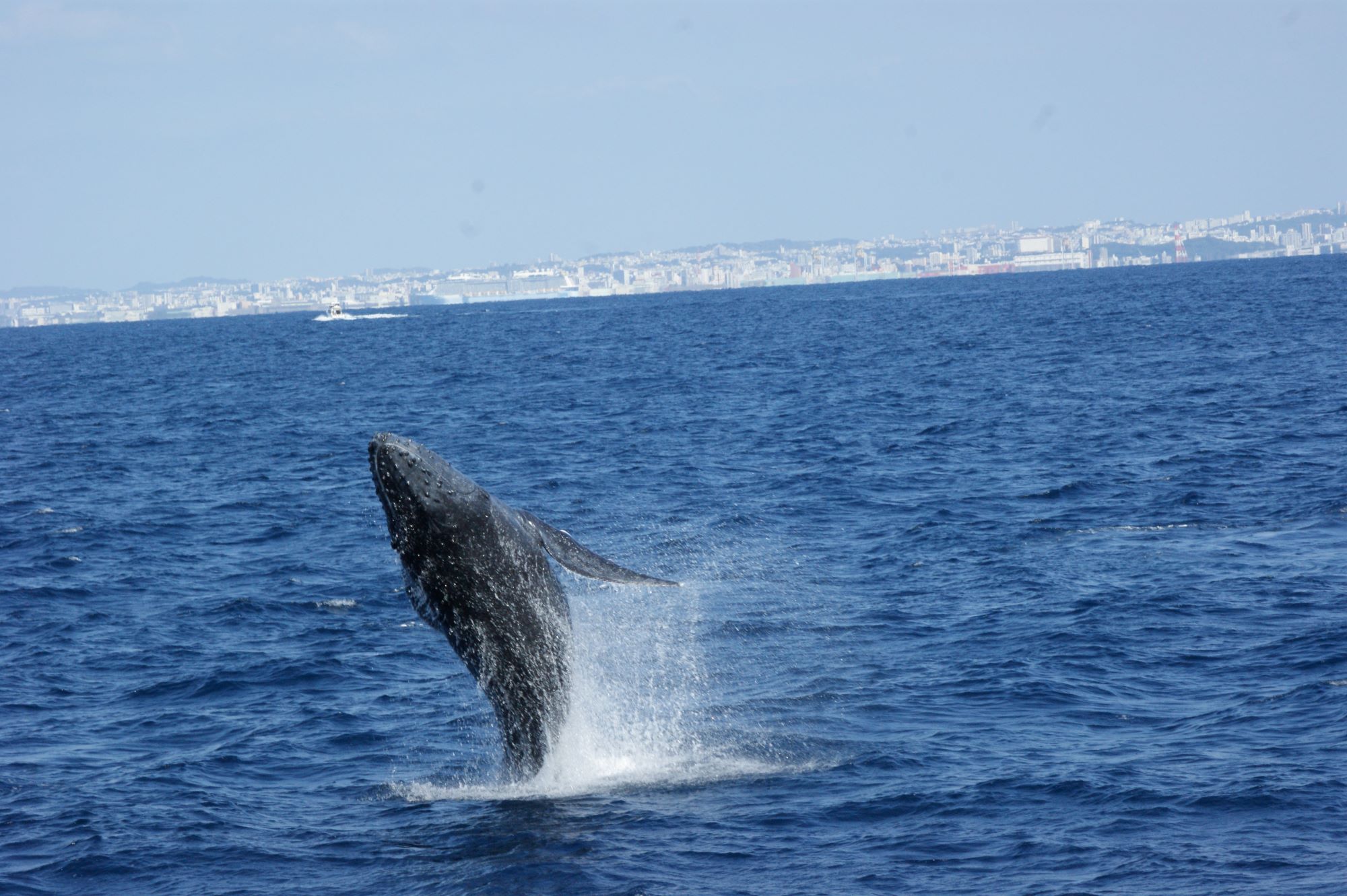 2026年2月12日那覇発ホエールウオッチング