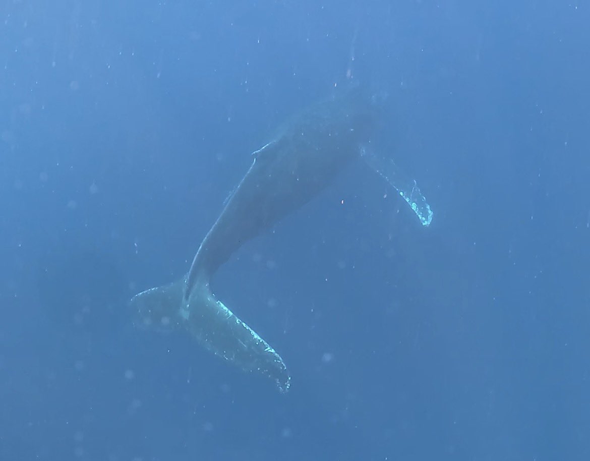 2026年2月15日那覇発ホエールスイム
