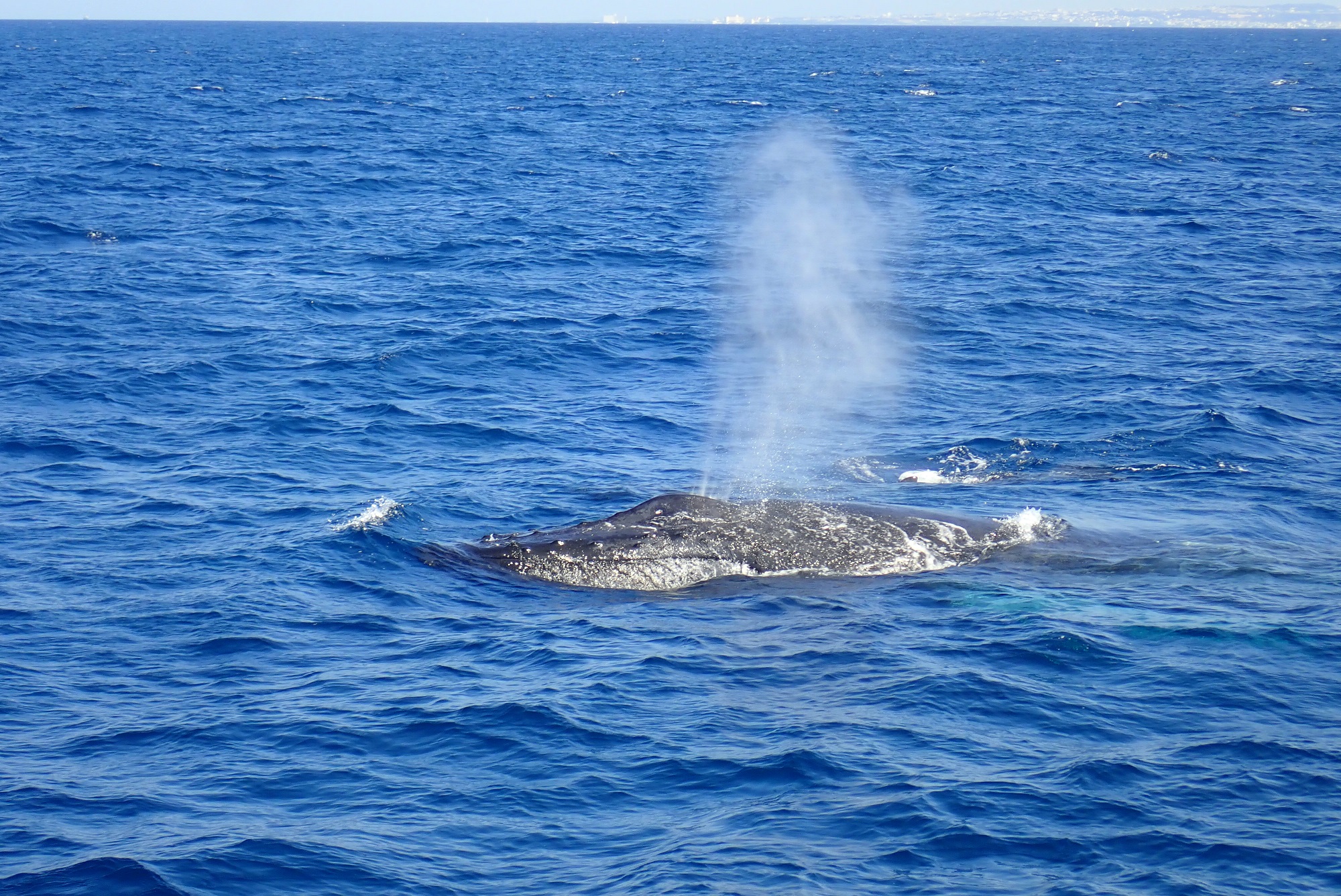 2026年2月21日　ダイビング＆クジラ