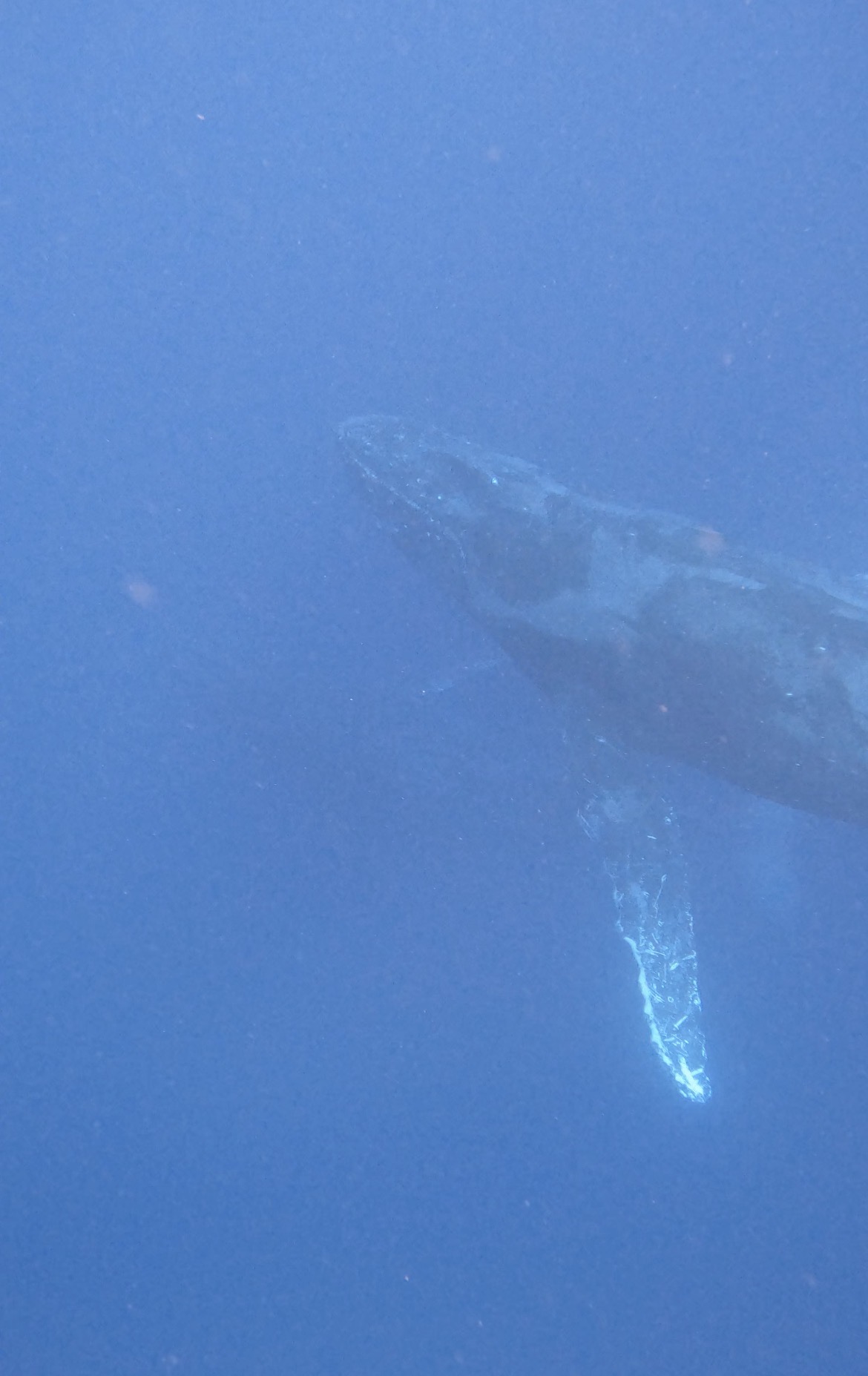2026年2月24日那覇ホエールスイム・大人のカップルクジラの大パフォーマンス!!