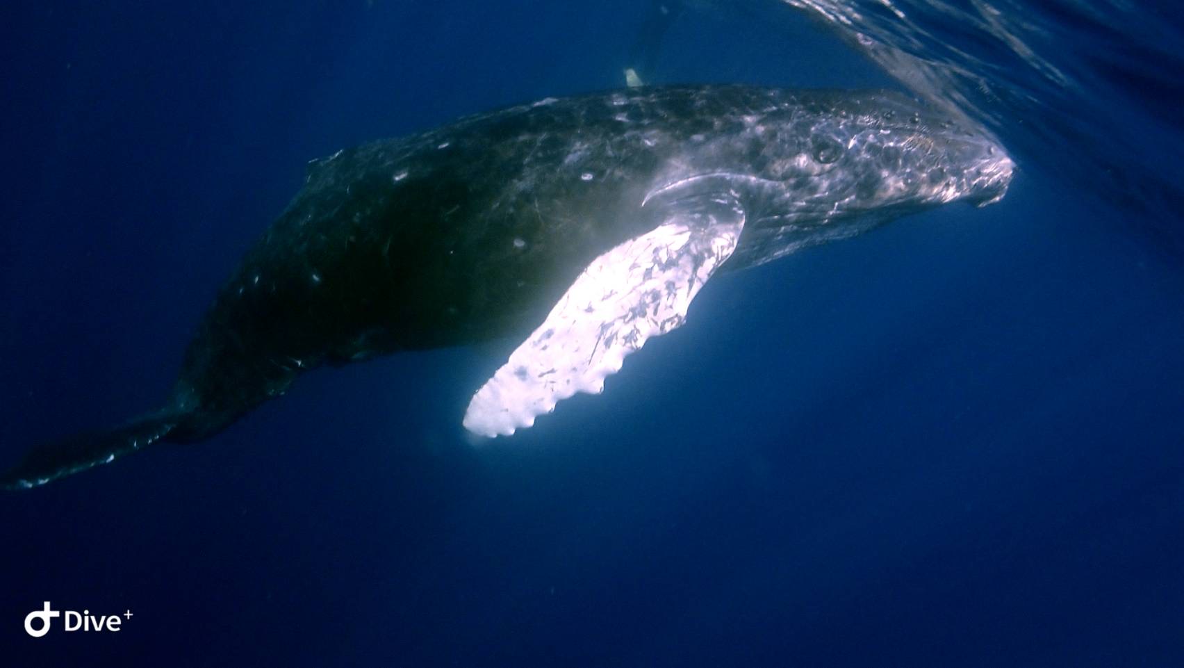 【2026年2月26日】朝一から最高の出会い！クジラと感動のスイム