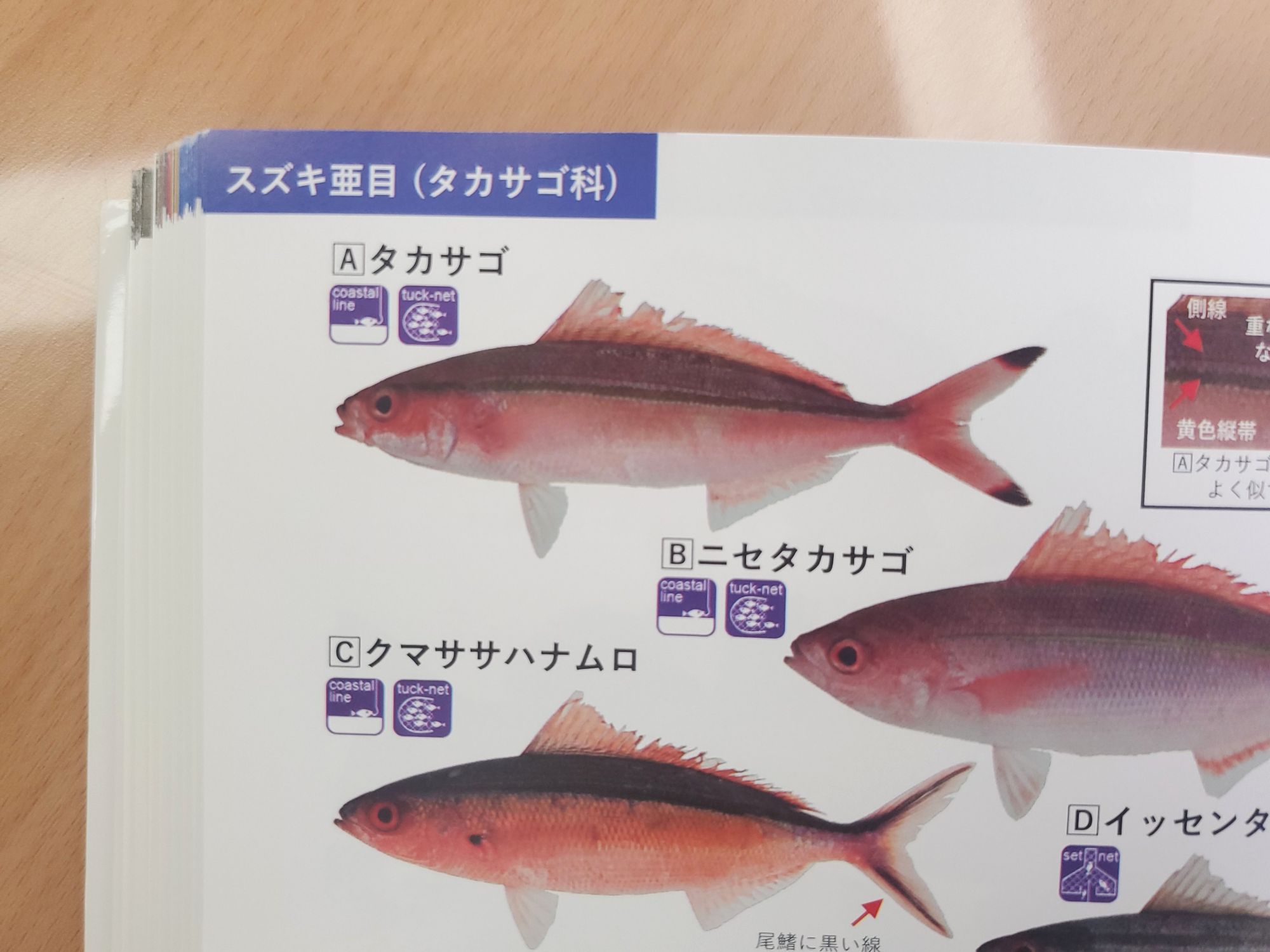 県魚について🐟.。o○