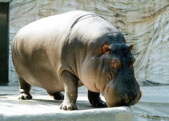 カバの意外な『従兄弟』は、大海原を泳ぐザトウクジラだった