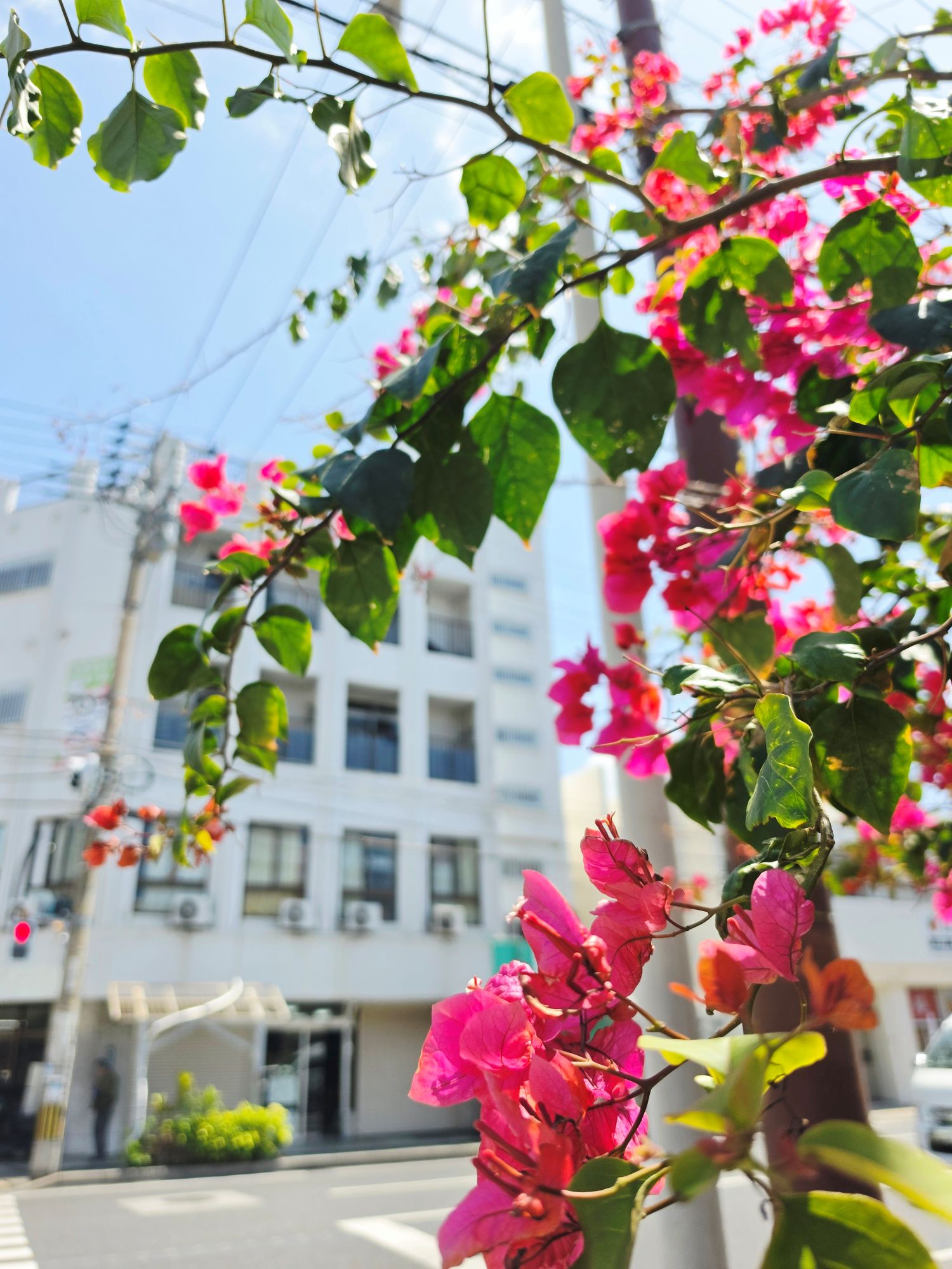 沖縄の花といえば🌺