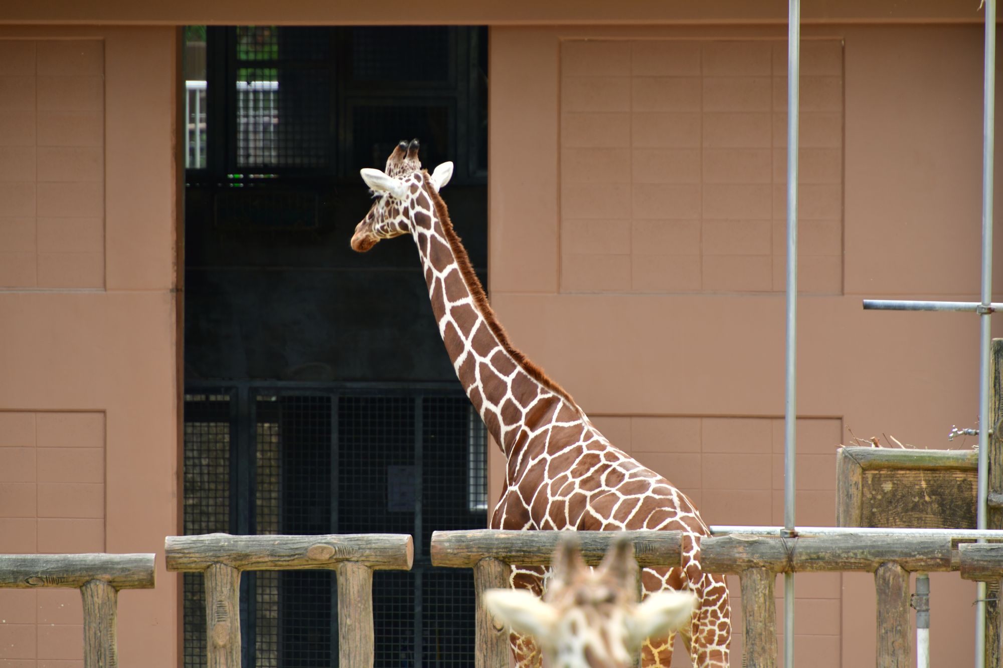 沖縄にある動物園『沖縄こどもの国』🦒