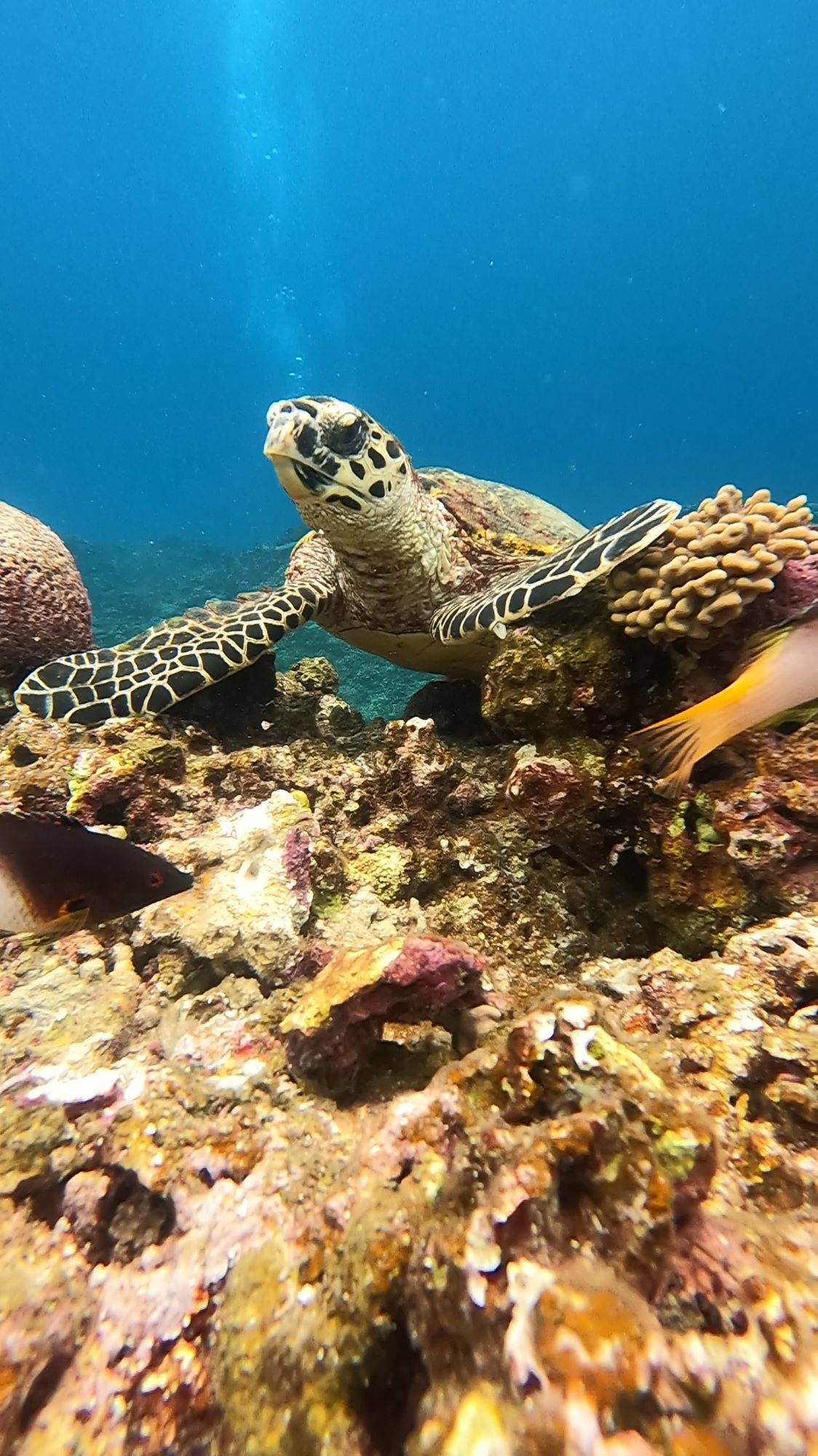 2026年3月24日春休み🌸慶良間諸島シュノーケリング