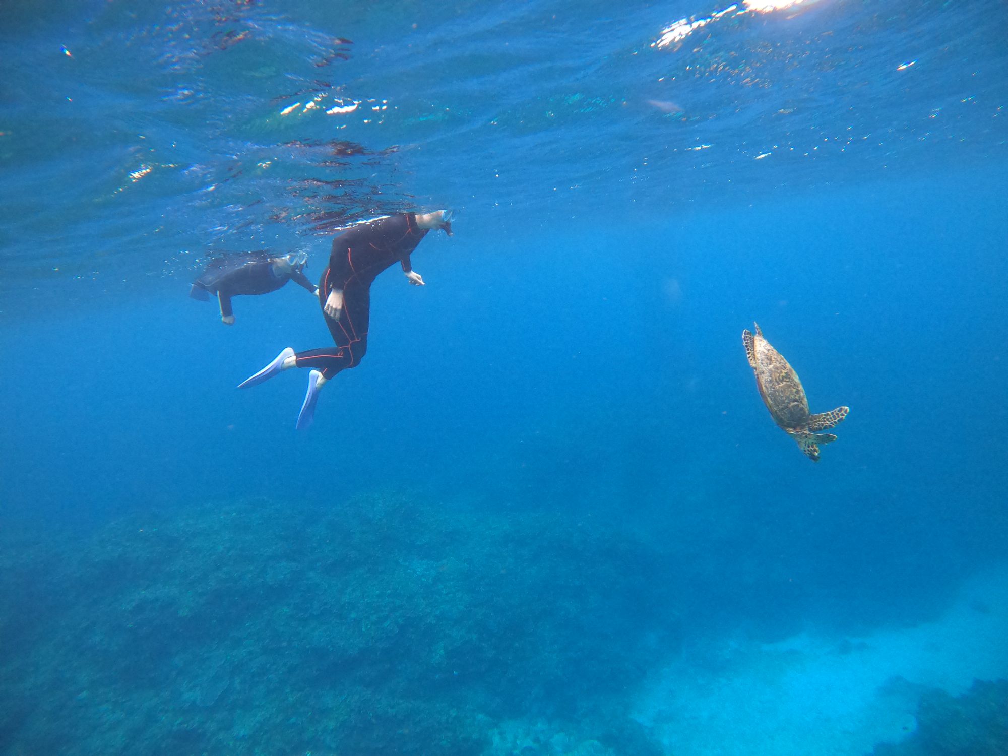 2026年3月30日　慶良間のんびりシュノーケリング＆午後便ボートダイビング