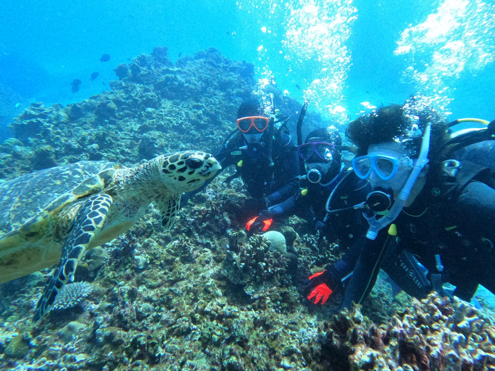 2026年3月11日　人懐っこいウミガメ