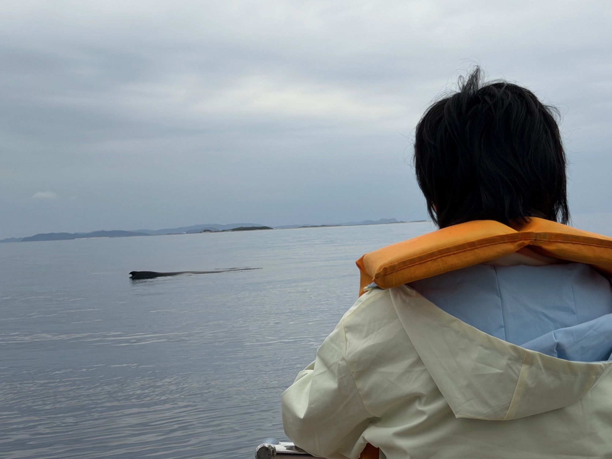 ホエールウォッチングは明日（3/29）まで！