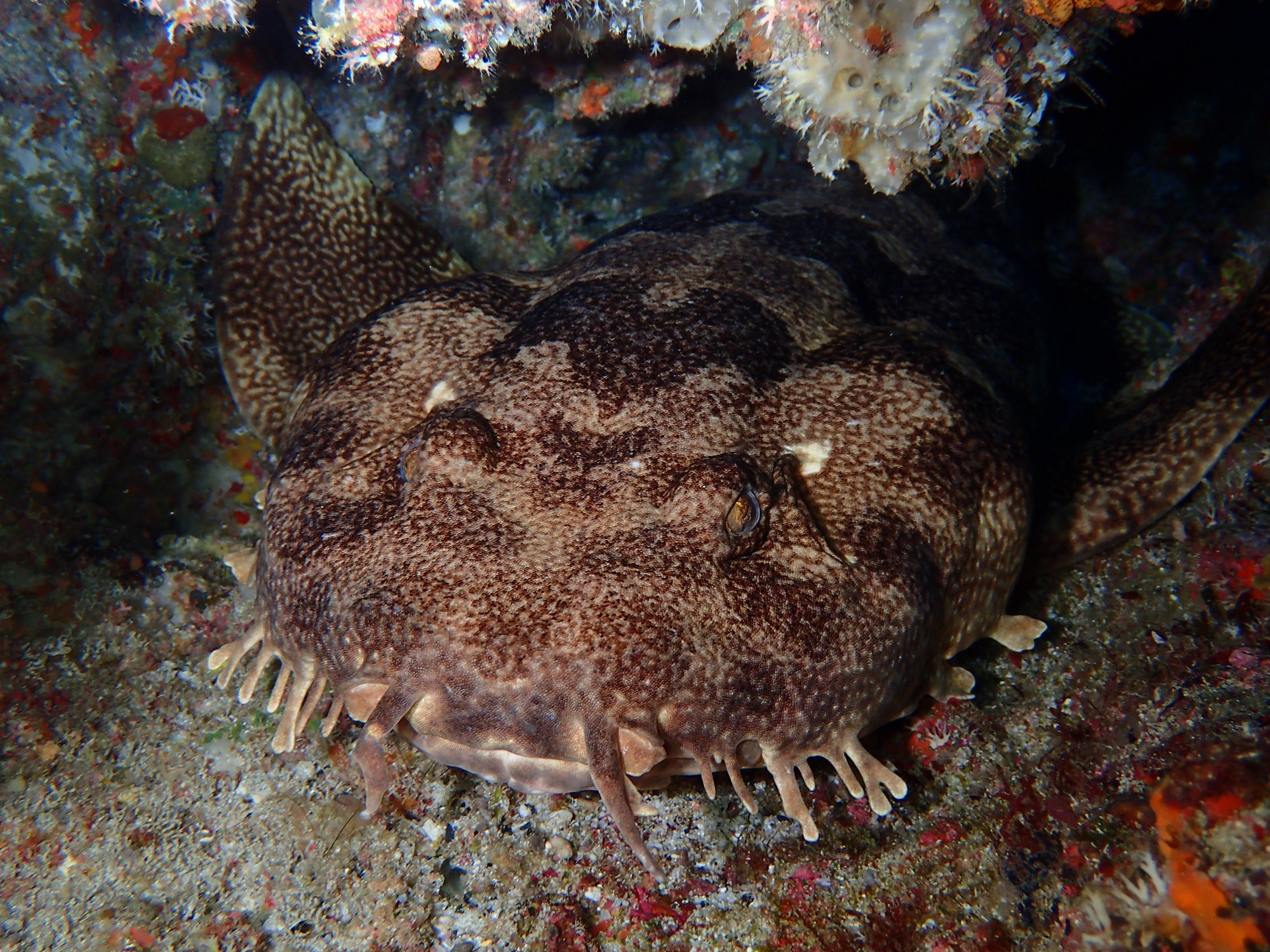 2026年3月12日　マンツーマンダイブ！