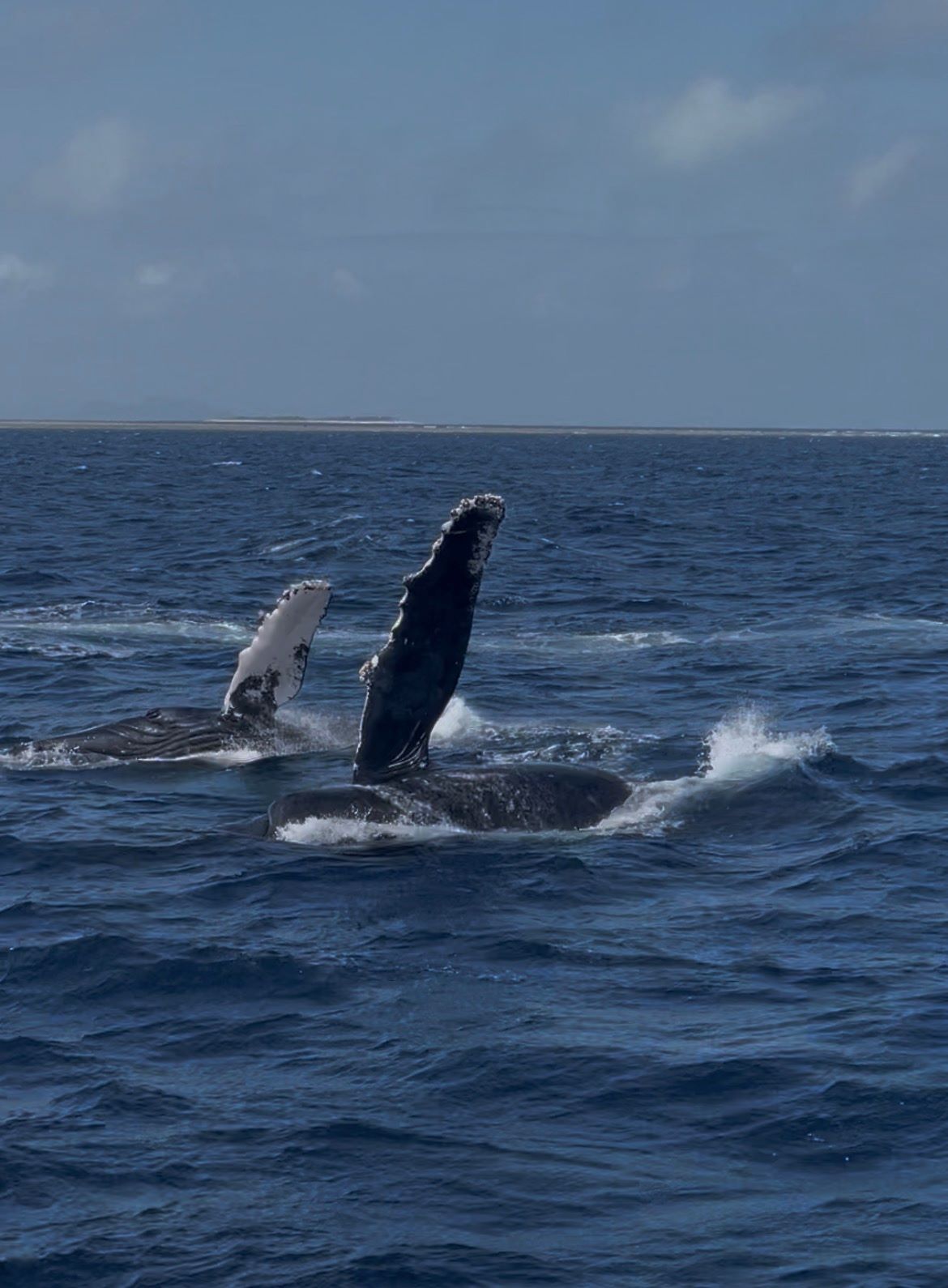 2026年3月2日ホエールウオッチング＆ホエールスイム