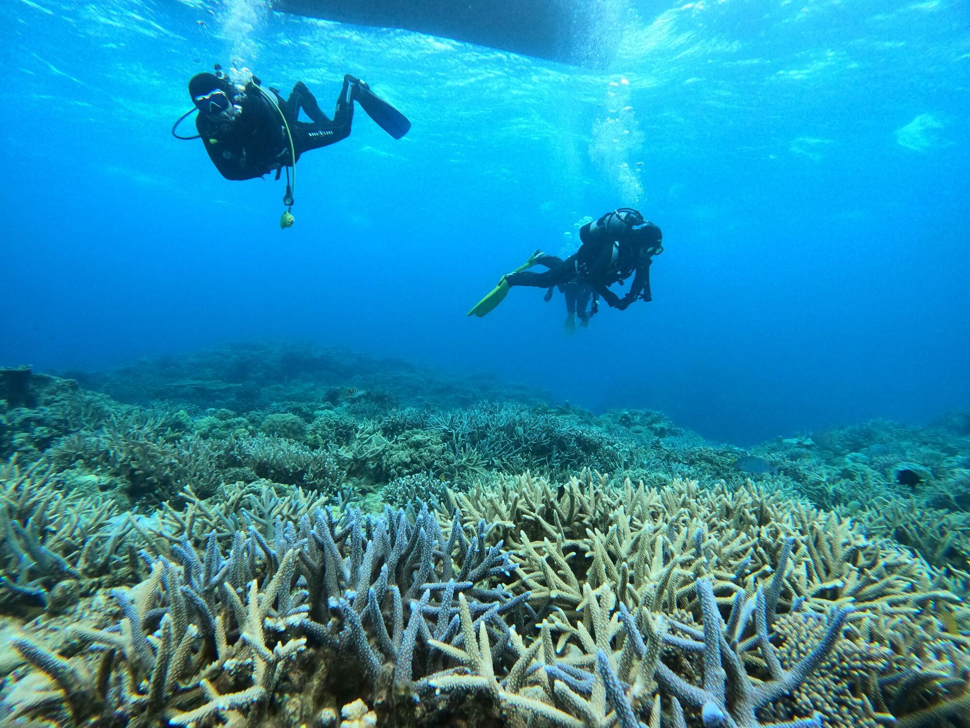 2026年3月10日ボートファンダイビング2チーム・ホエールウオッチング