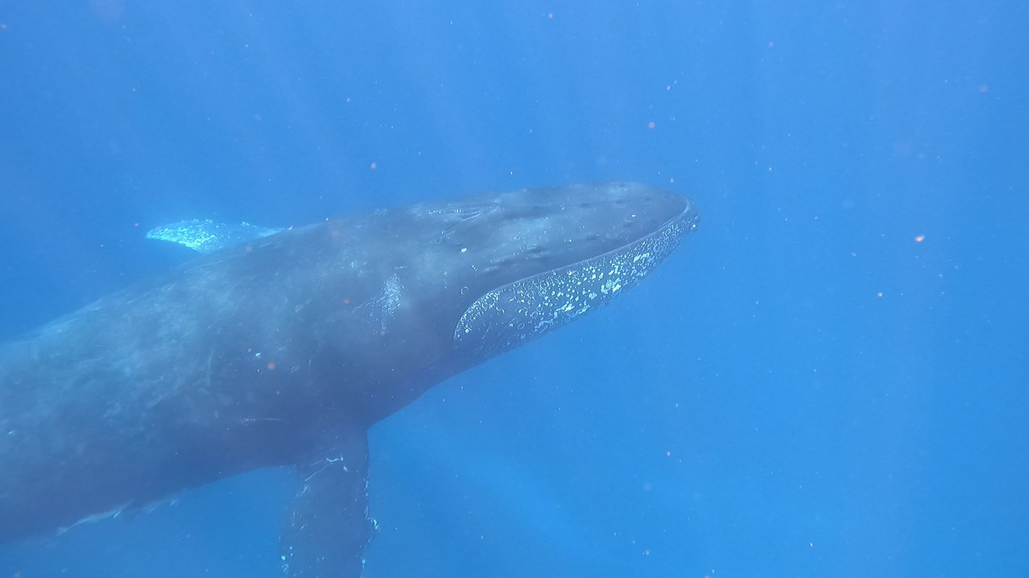 2026年3月15日慶良間ダイビング・ホエールスイム