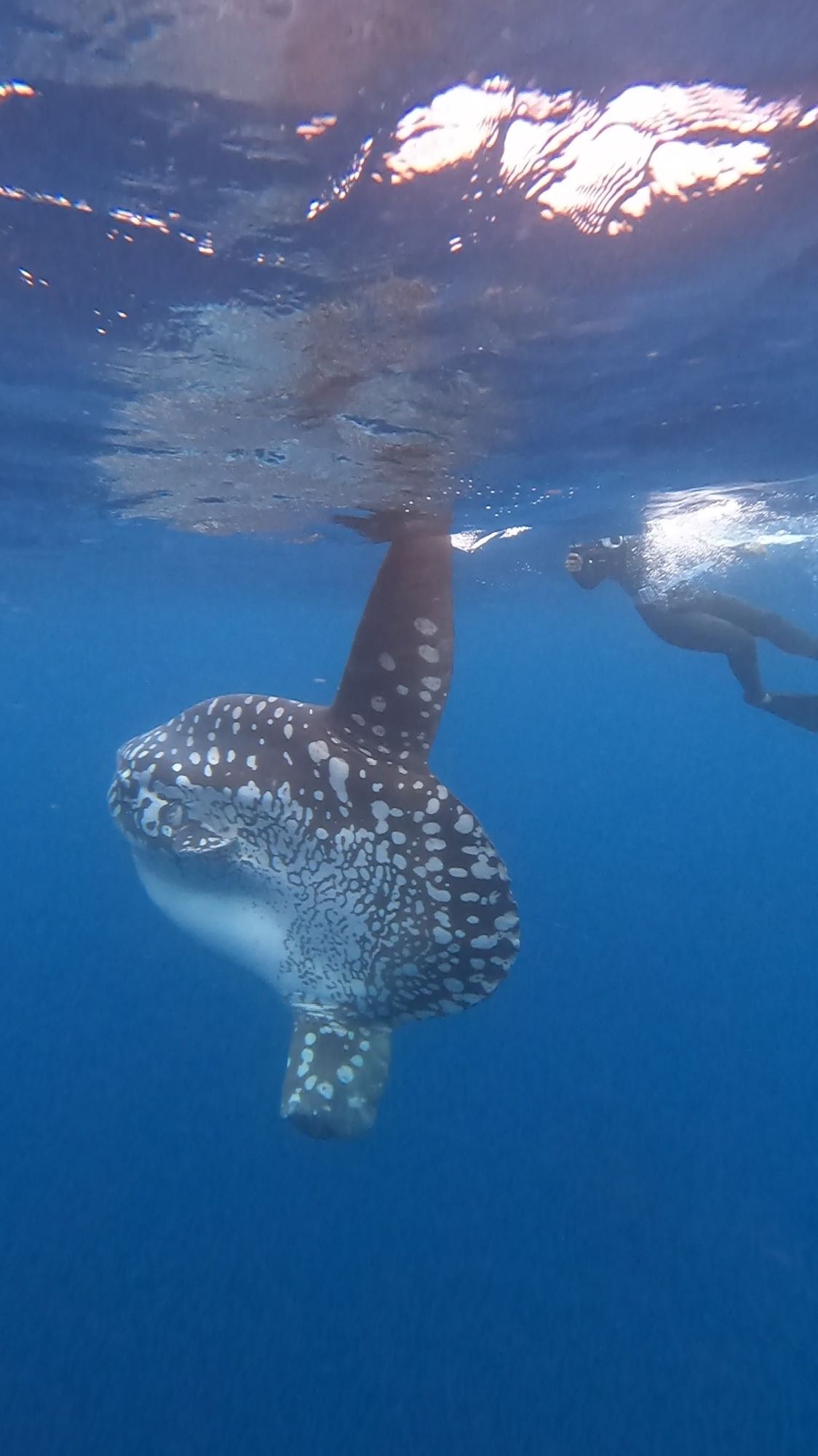 2026年3月21日慶良間諸島ボートファンダイビング・那覇ホエールスイム