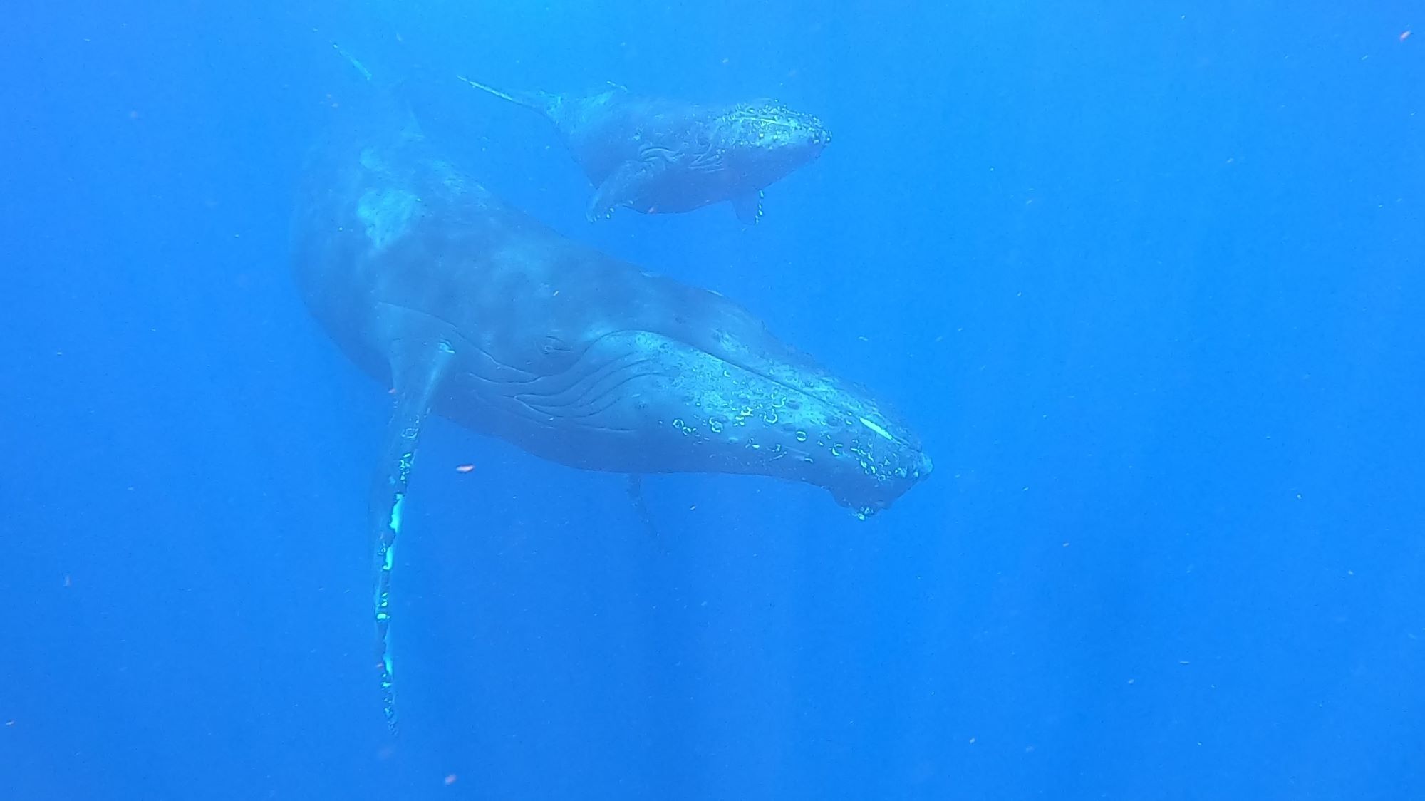 2026年3月22日【2026ホエールスイム最終日】最高の奇跡！今シーズンもありがとうございました！