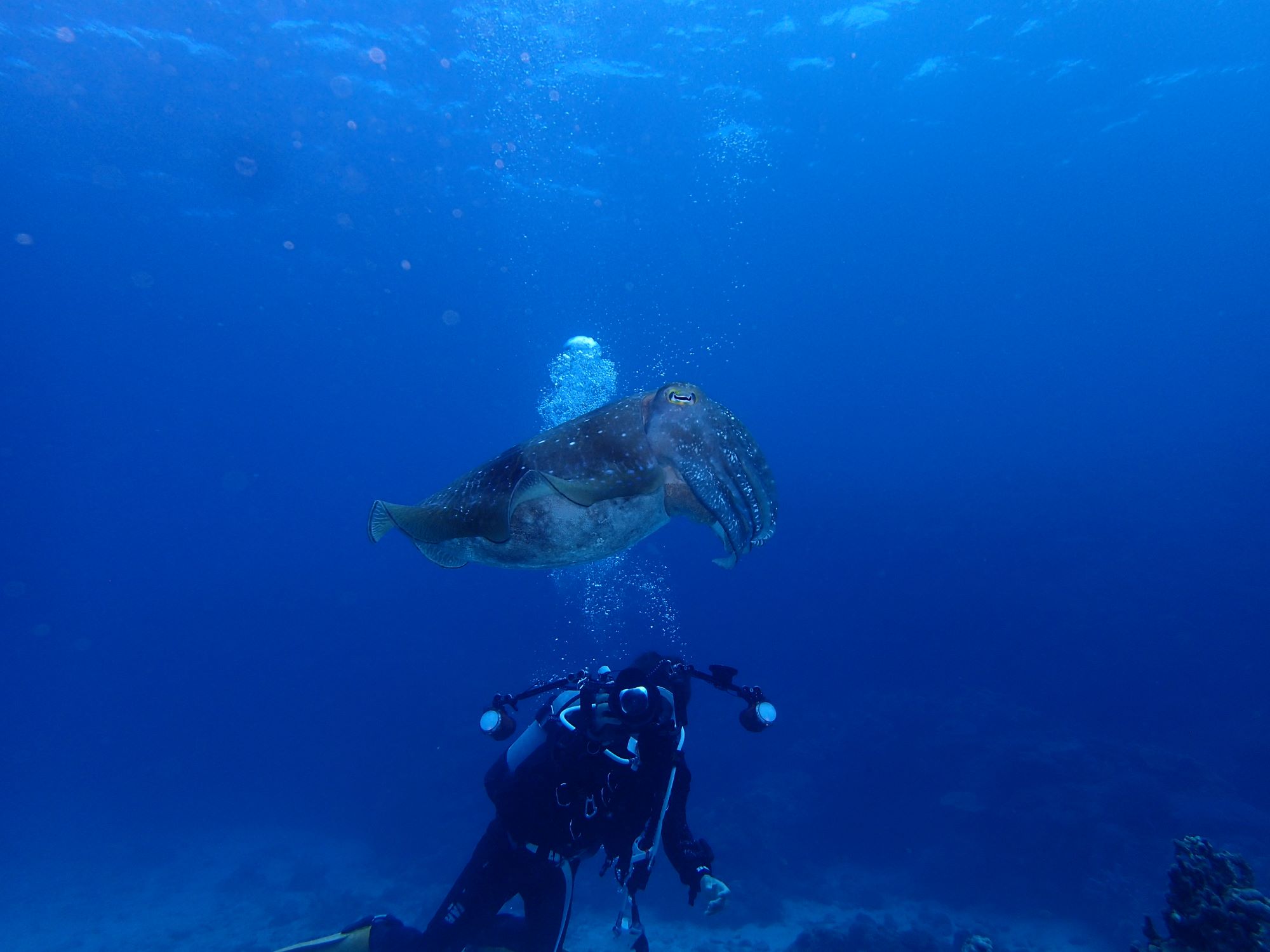 2026年3月26日那覇発慶良間諸島ファンダイビング