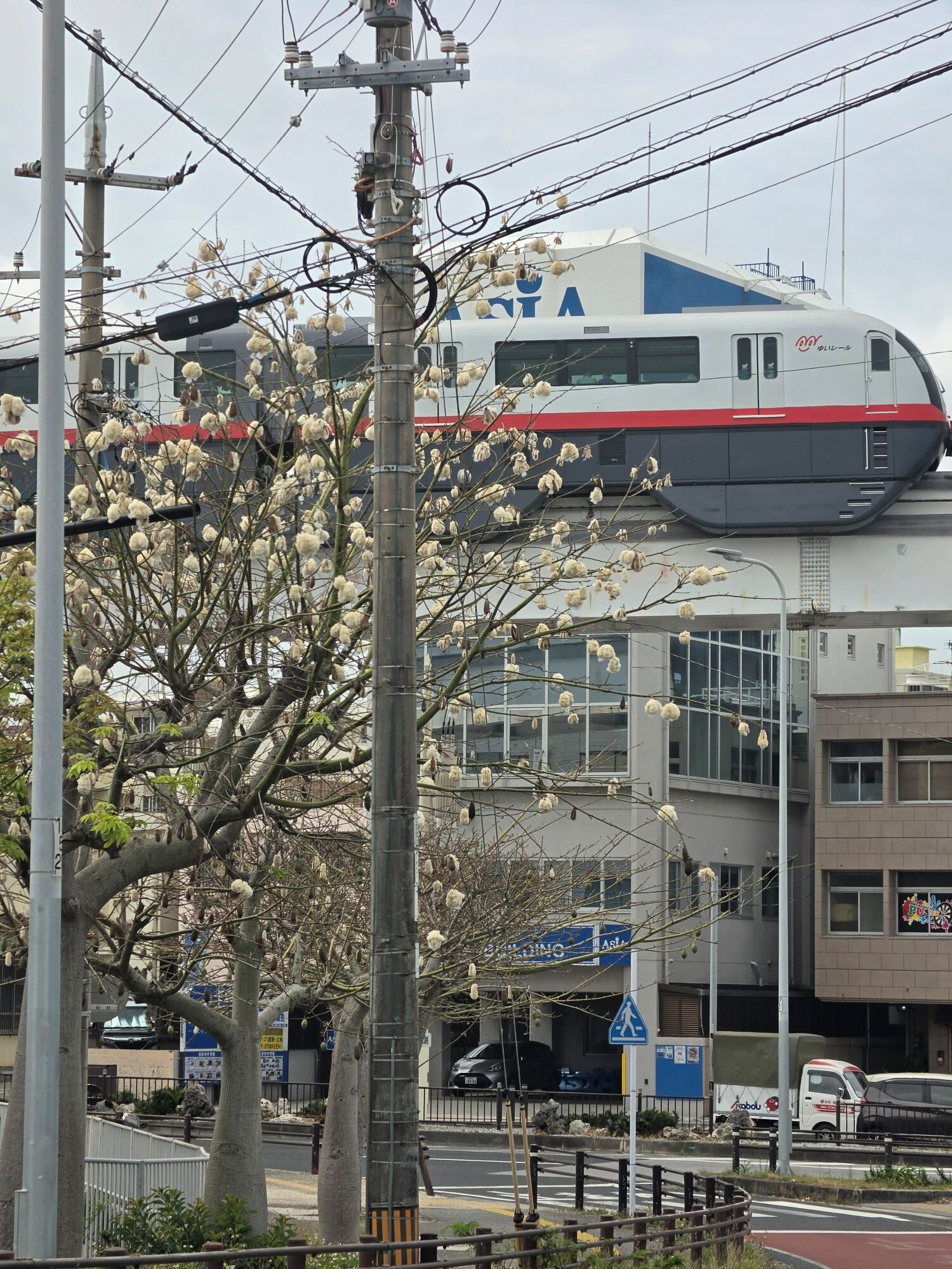 昨年よりも早く！トックリキワタ