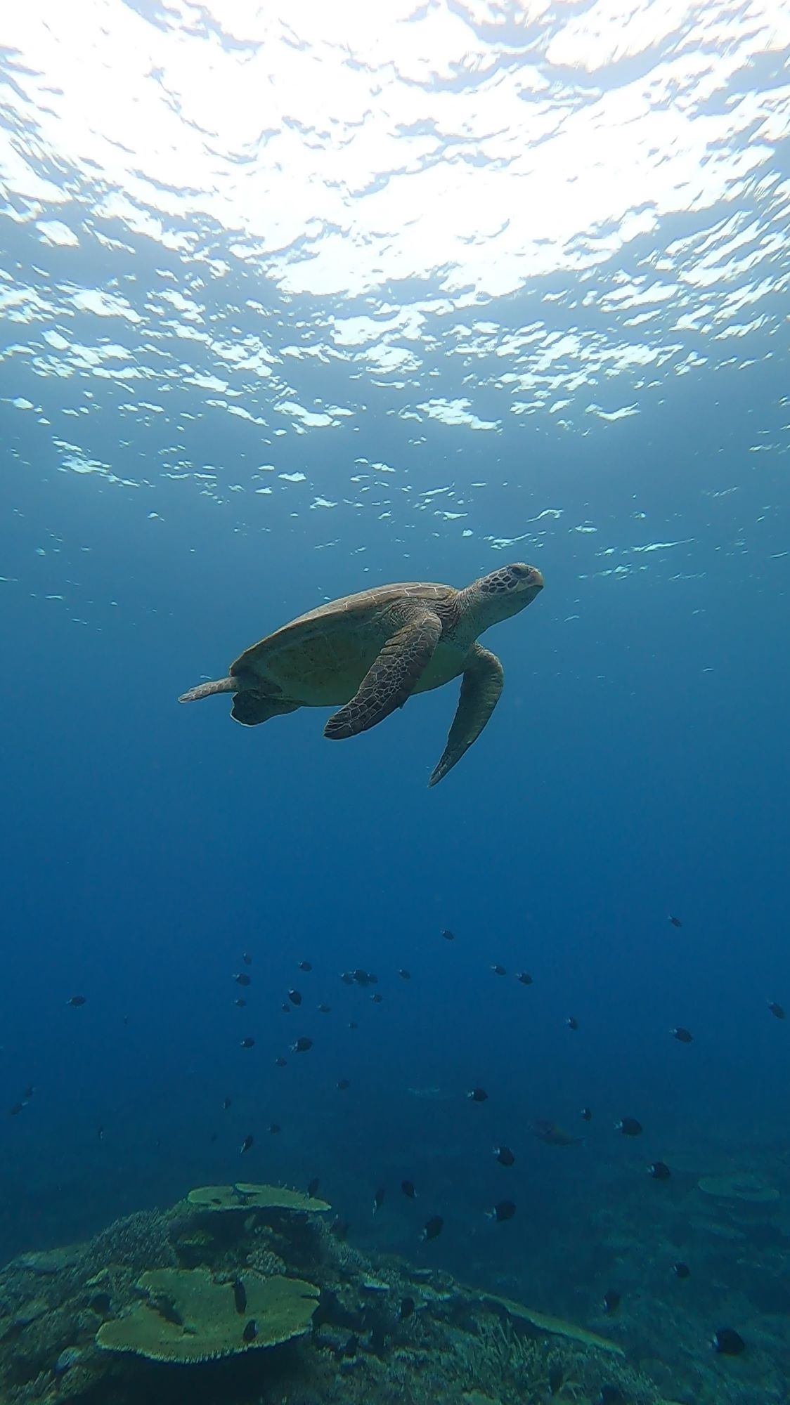 2026年4月3日　快適💗Stye号で慶良間へ～！