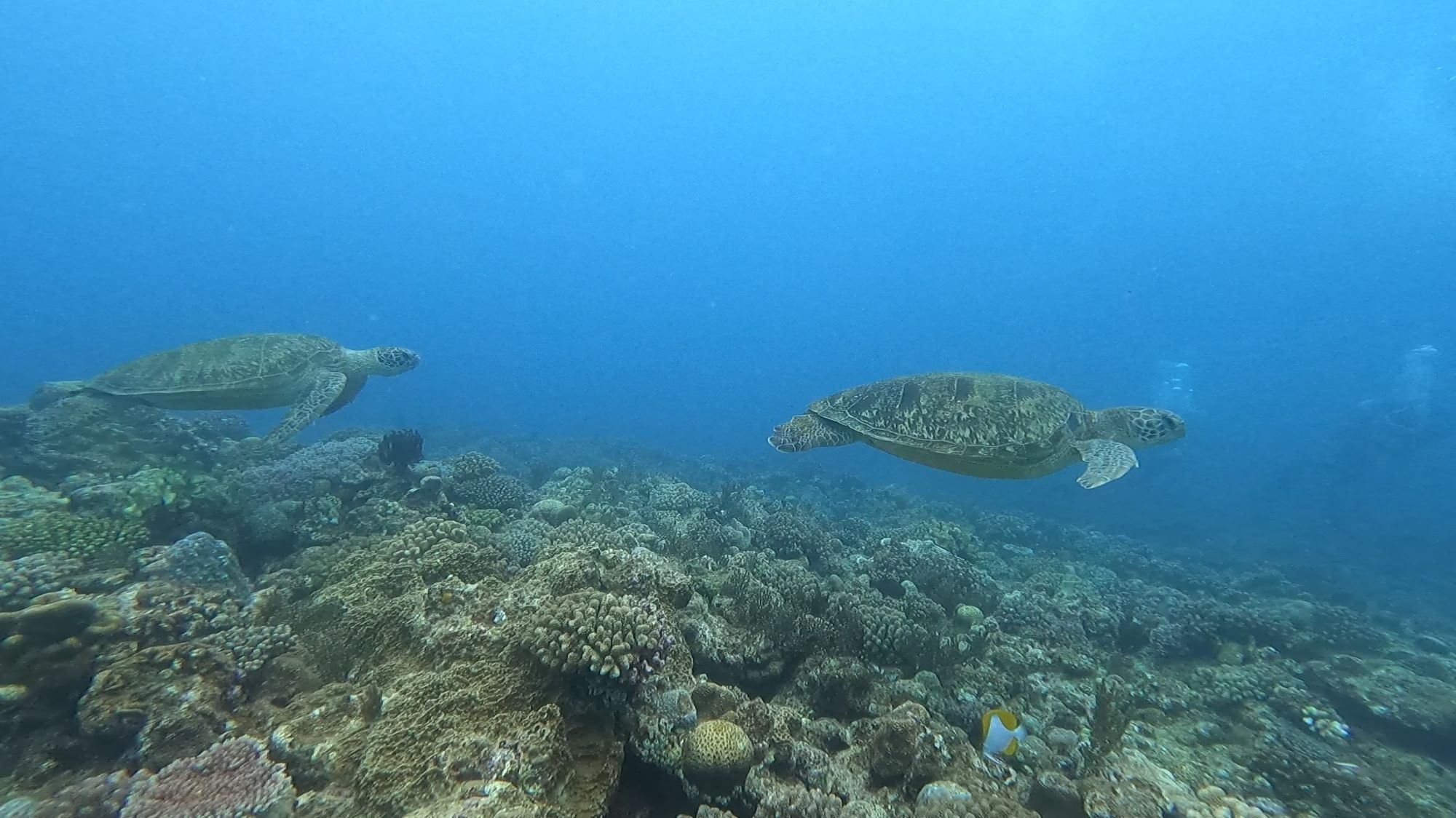 2026年4月4日アオウミガメの追いかけっこ🐢