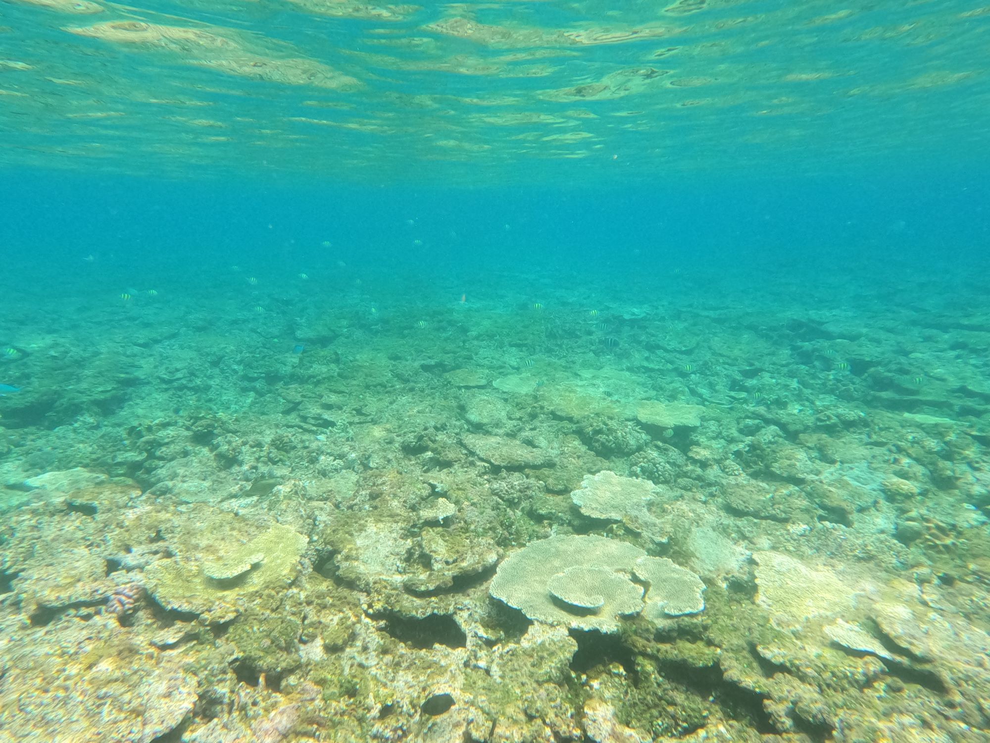 2026年4月11日　本日のダイビング.。o○