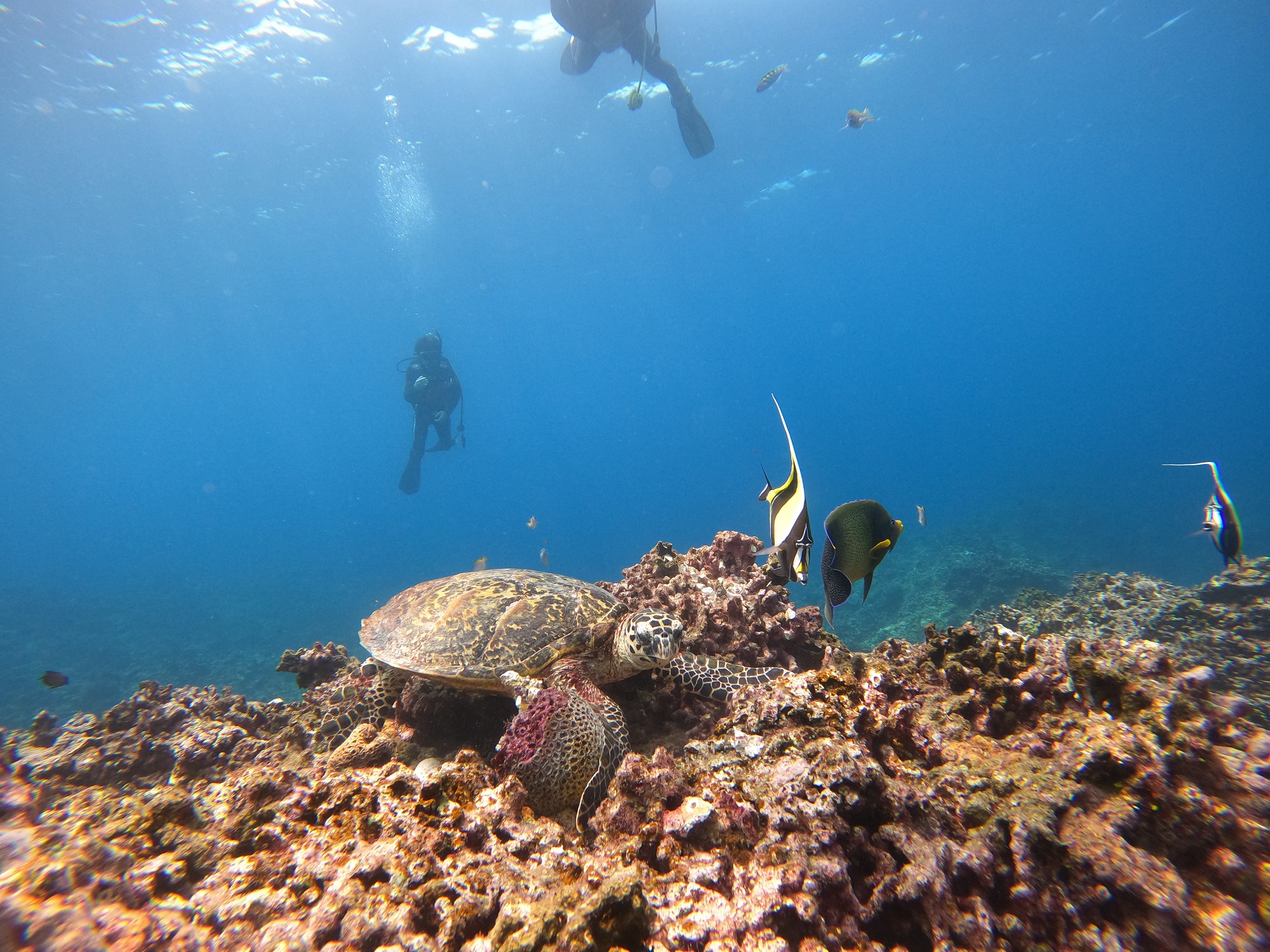 2026年4月10日　ダイビング＆シュノーケリングツアー