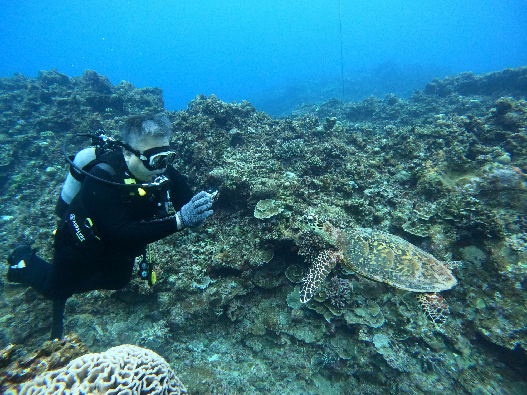 2026年4月12日　ウミガメがたくさん🐢