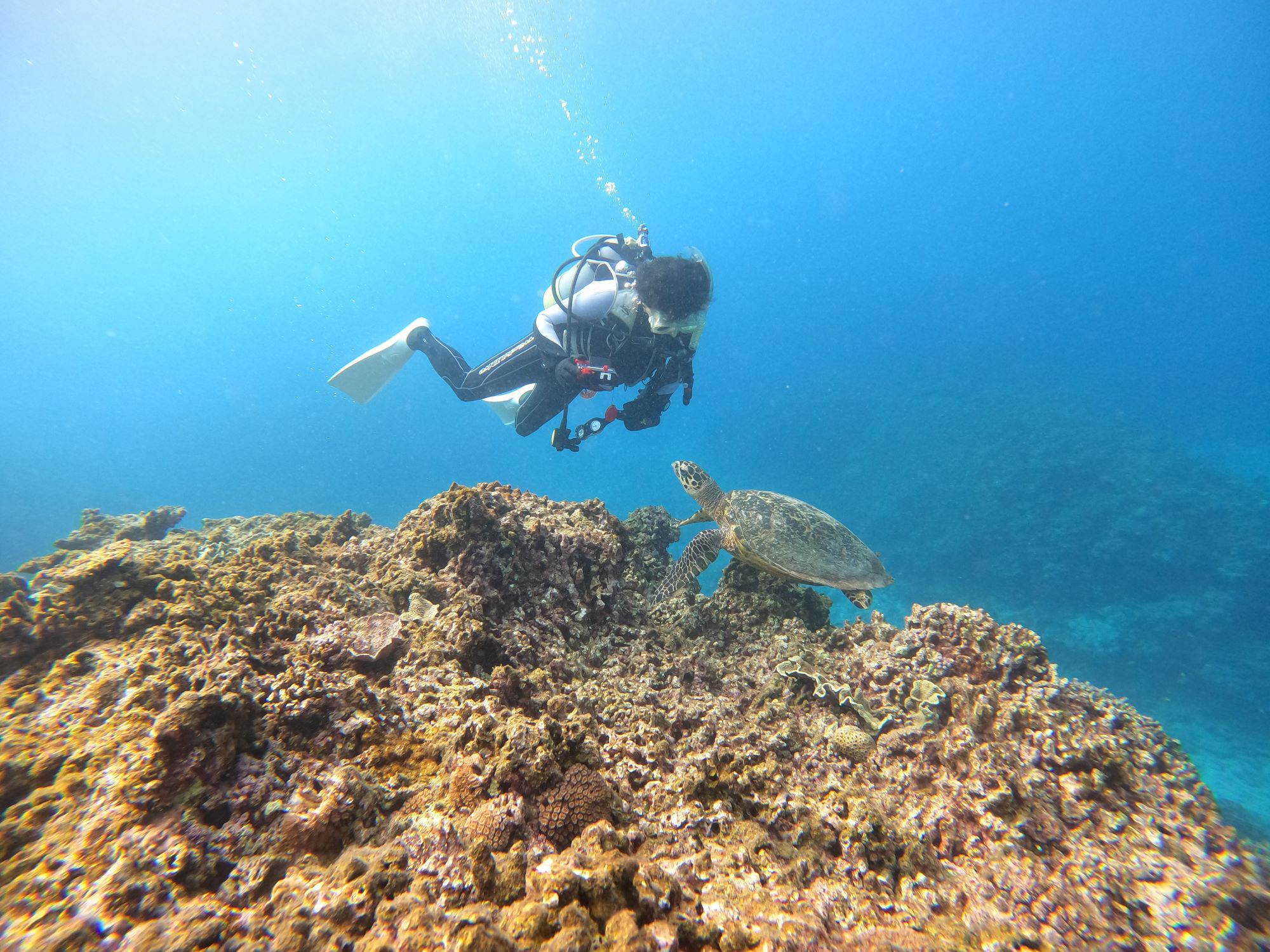 2026年4月17日　ウミガメいっぱい🐢