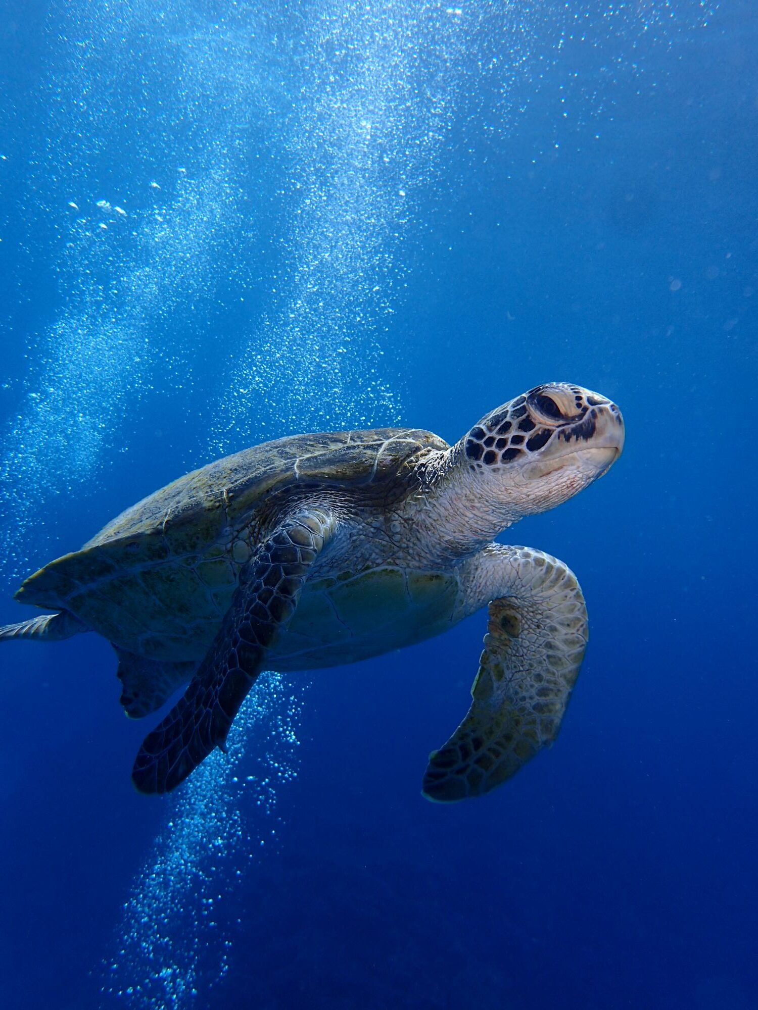 2026年4月5日　ウミガメのパラダイス🐢
